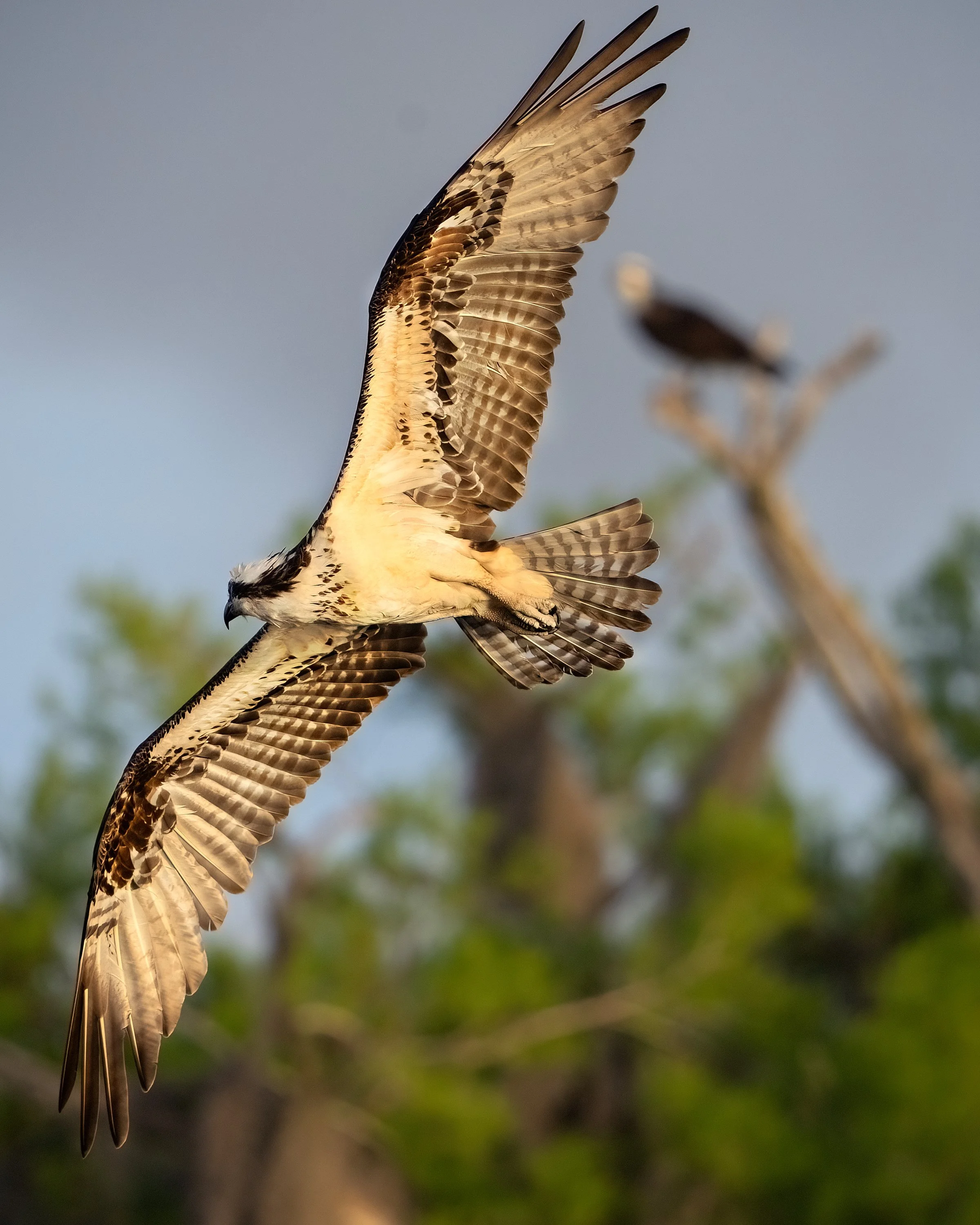 osprey_wongkarwai_DSC03818-DeNoiseAI-low-light.jpg