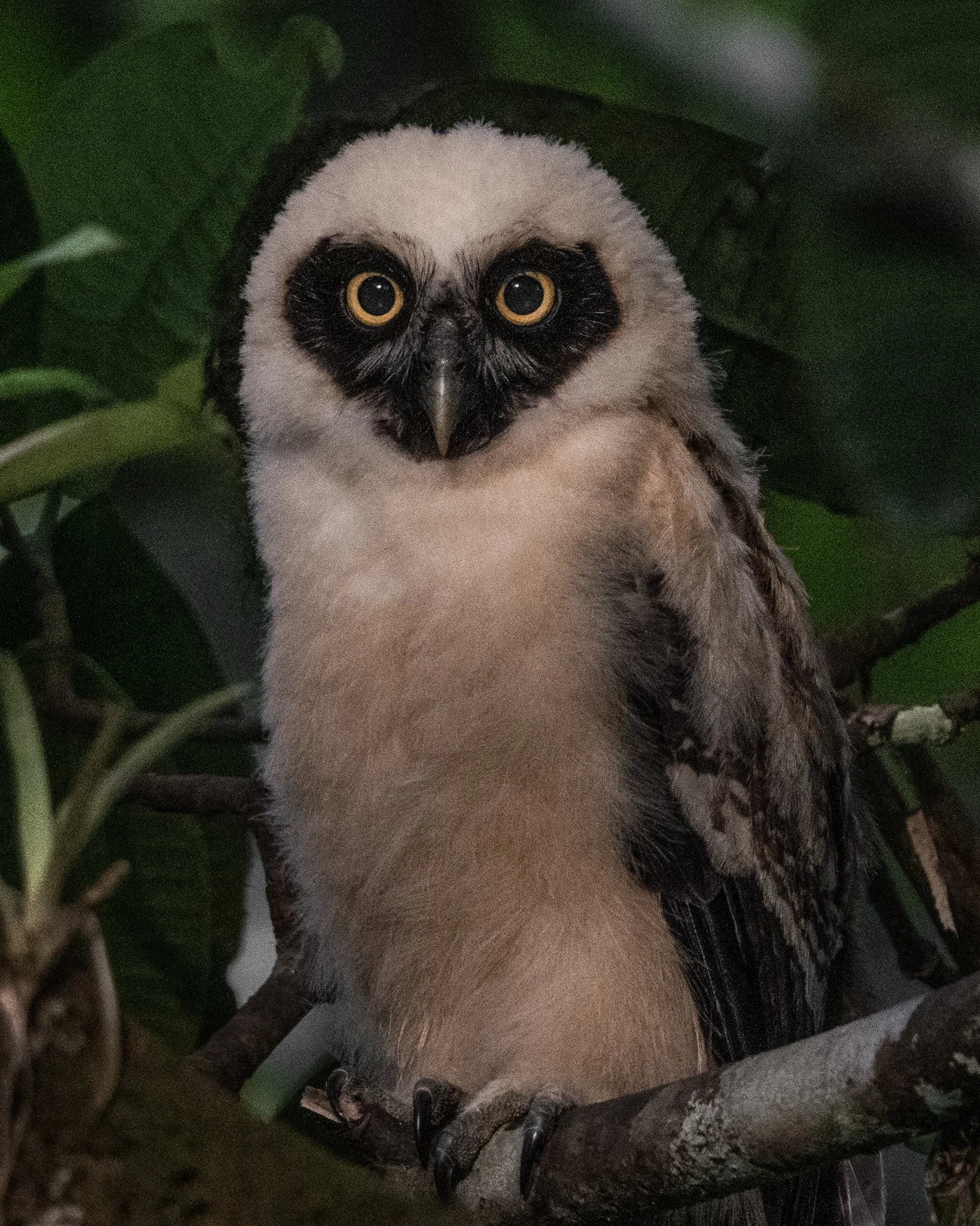 Spectacle_owl_DSC02831-Recovered-Recovered.jpg