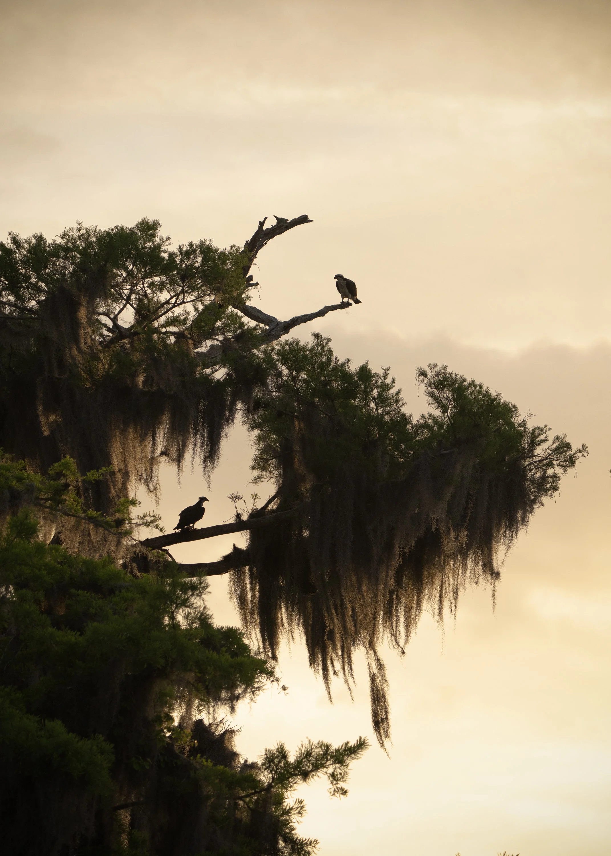 osprey_silhouette_cypress_DSC02740.jpg