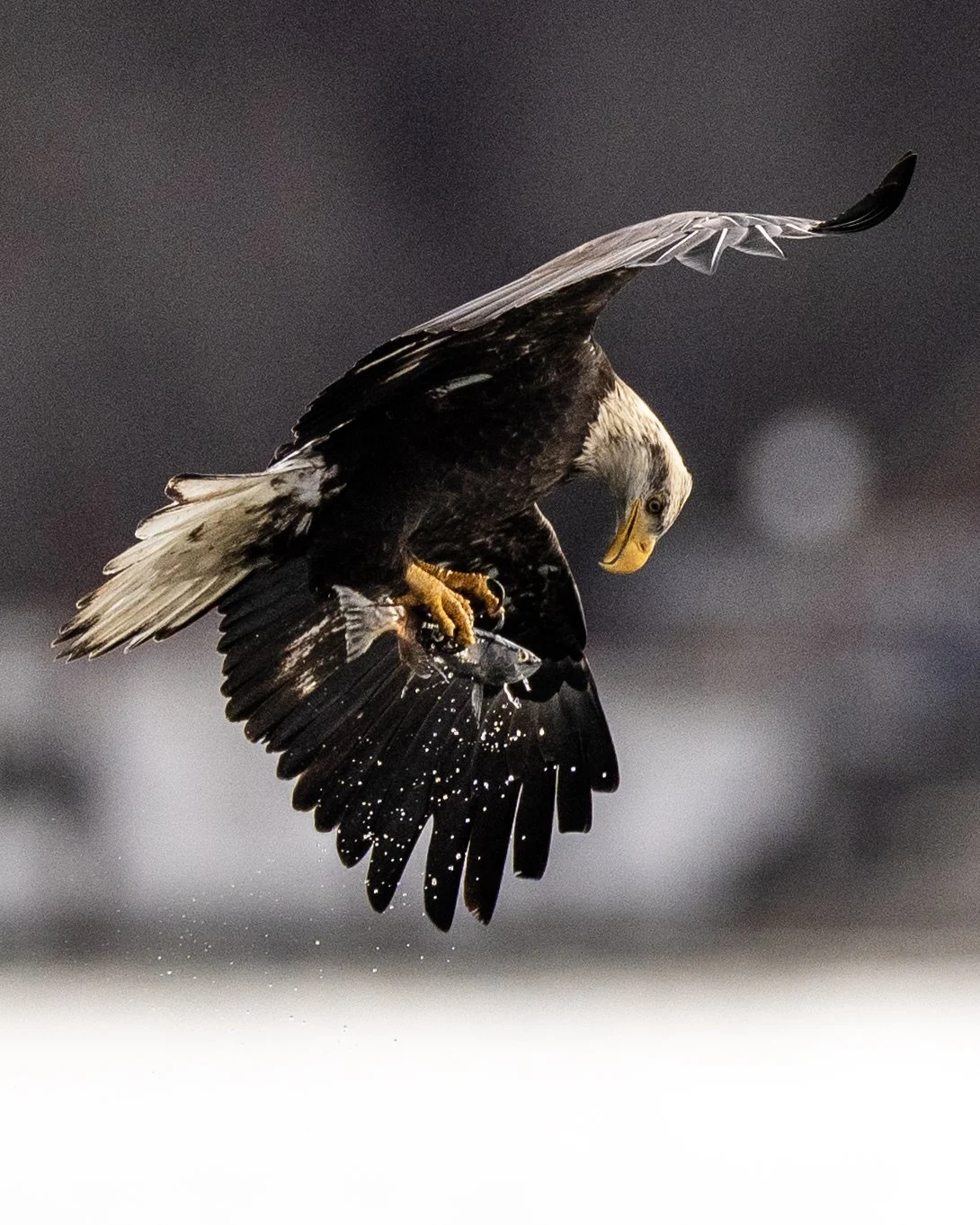 eagle_fish_check_coeurdalene_2025_DSC04467.jpg