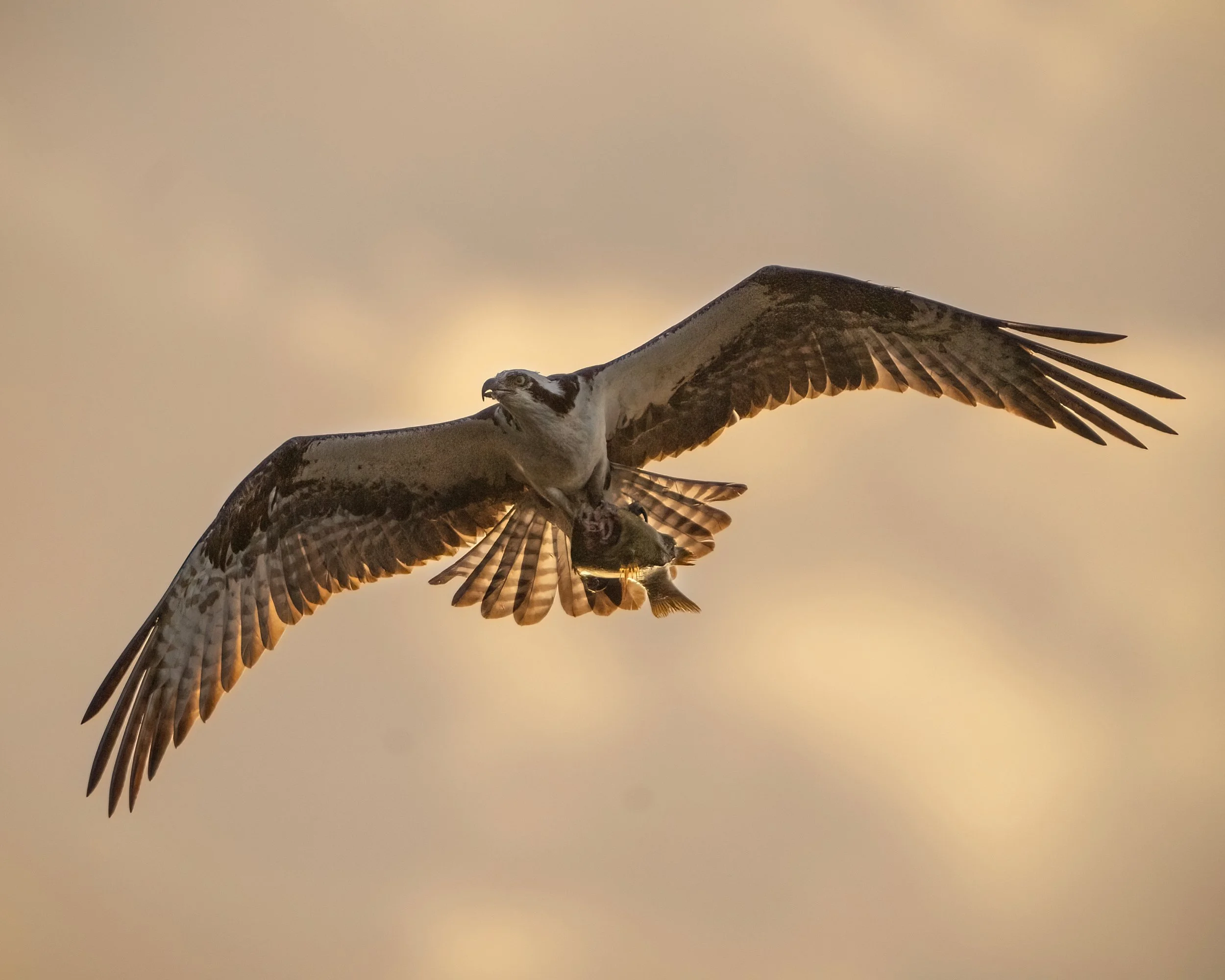 osprey_backlit_DSC02665-DeNoiseAI-low-light.jpg