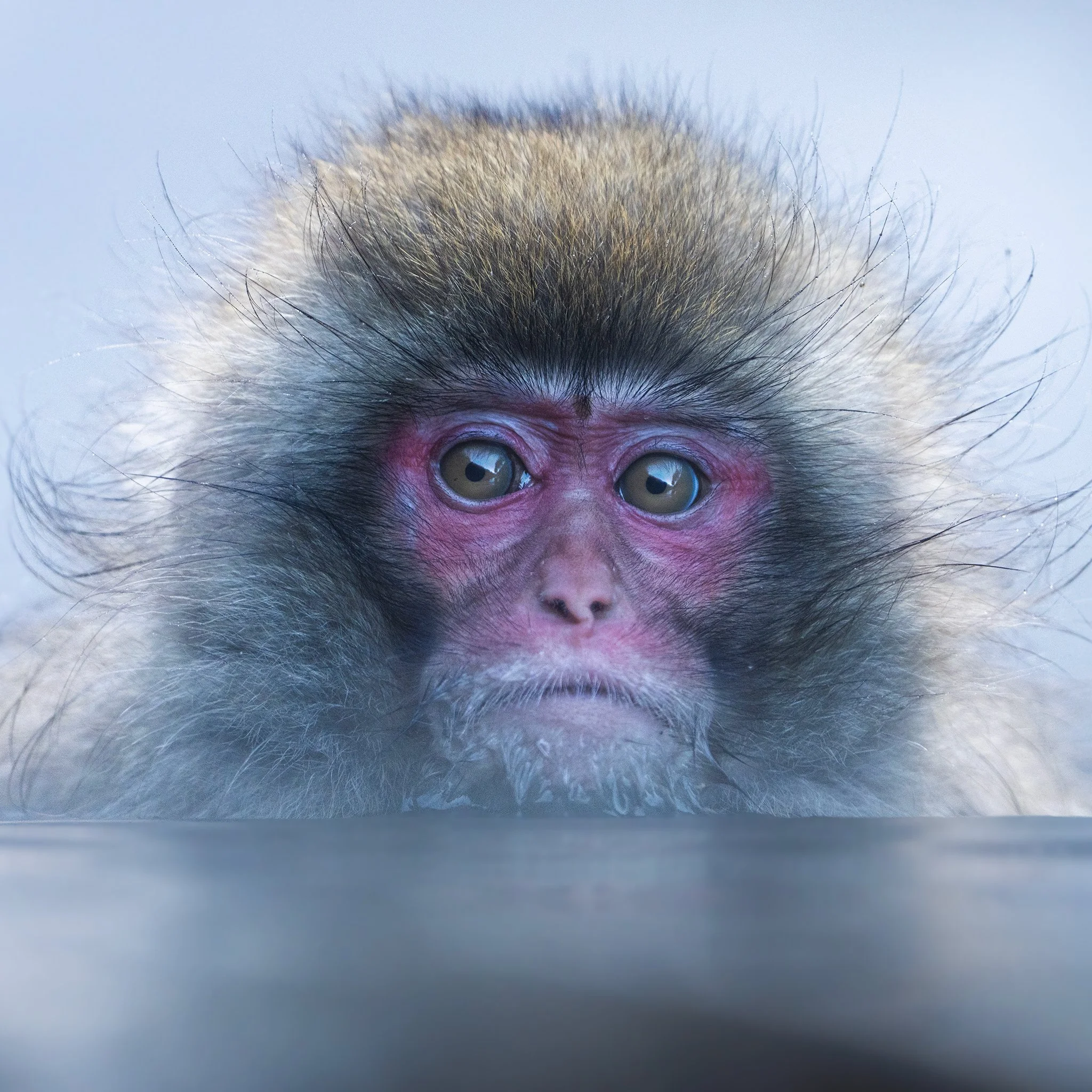 snow_monkey_onsen_nagano_2023_DSC08353.jpg