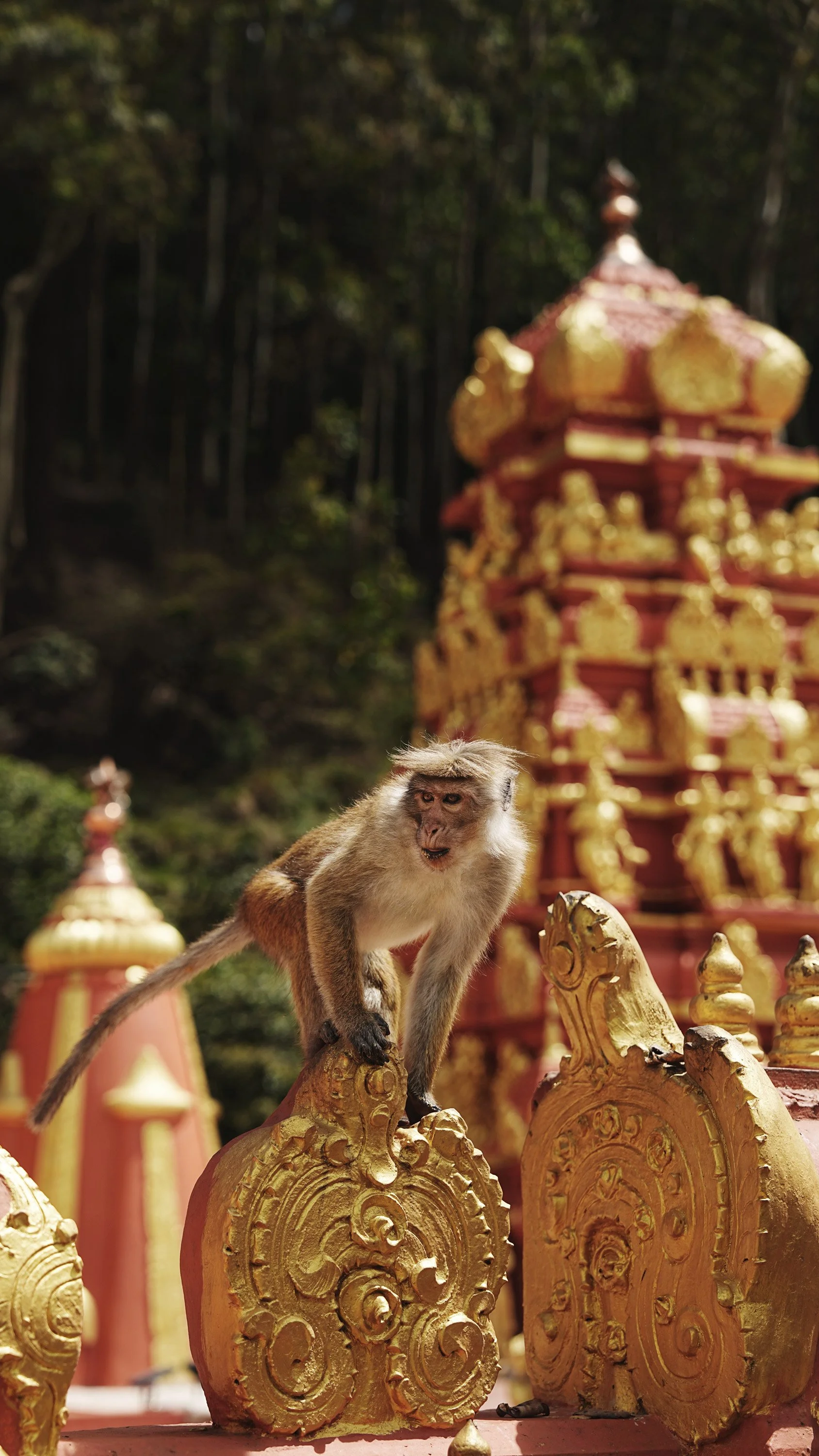 Temple-Monkey-DSC01304.jpg