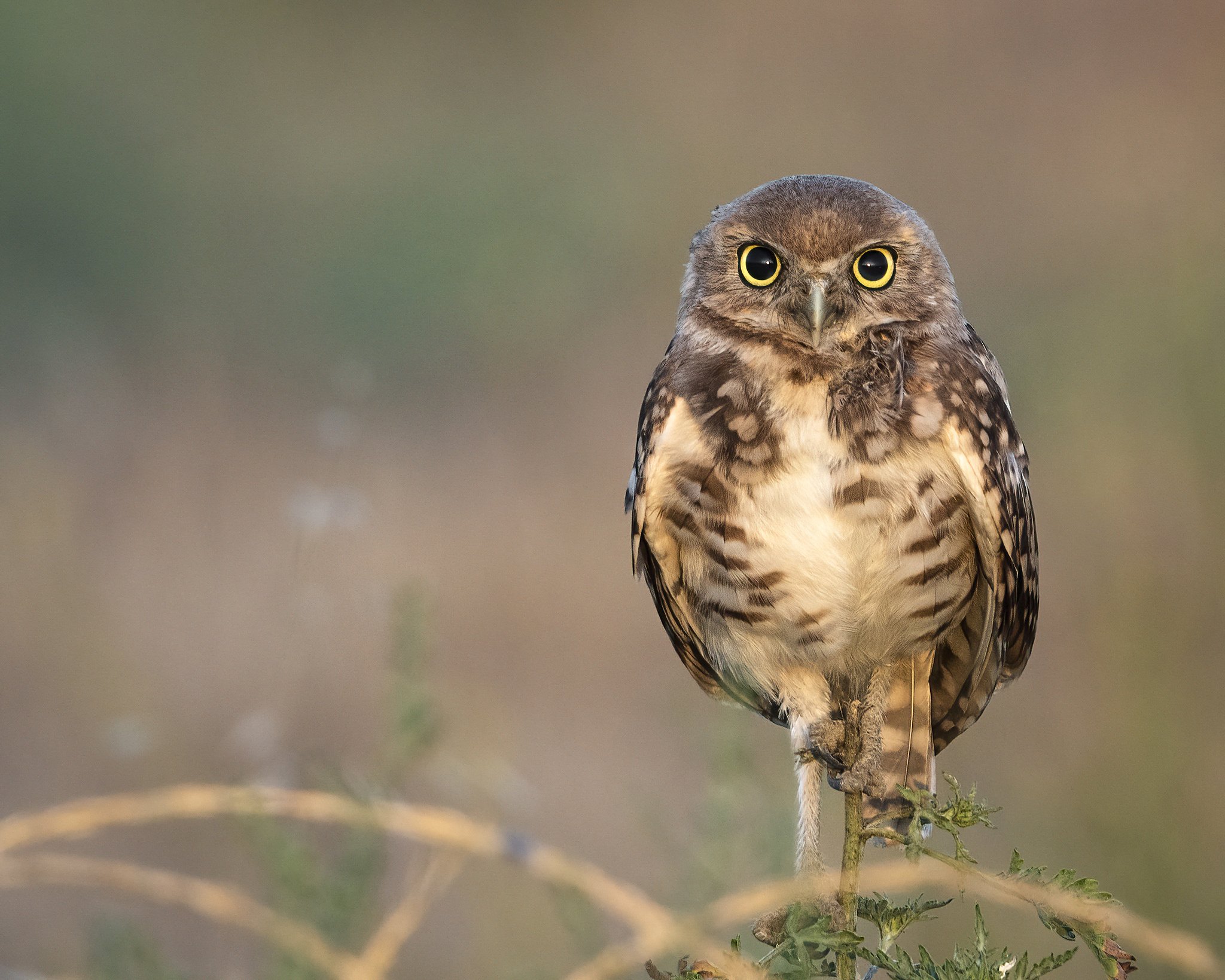 baby_owl_burrowing_staring_contest_DSC00271-DeNoiseAI-clear.jpg