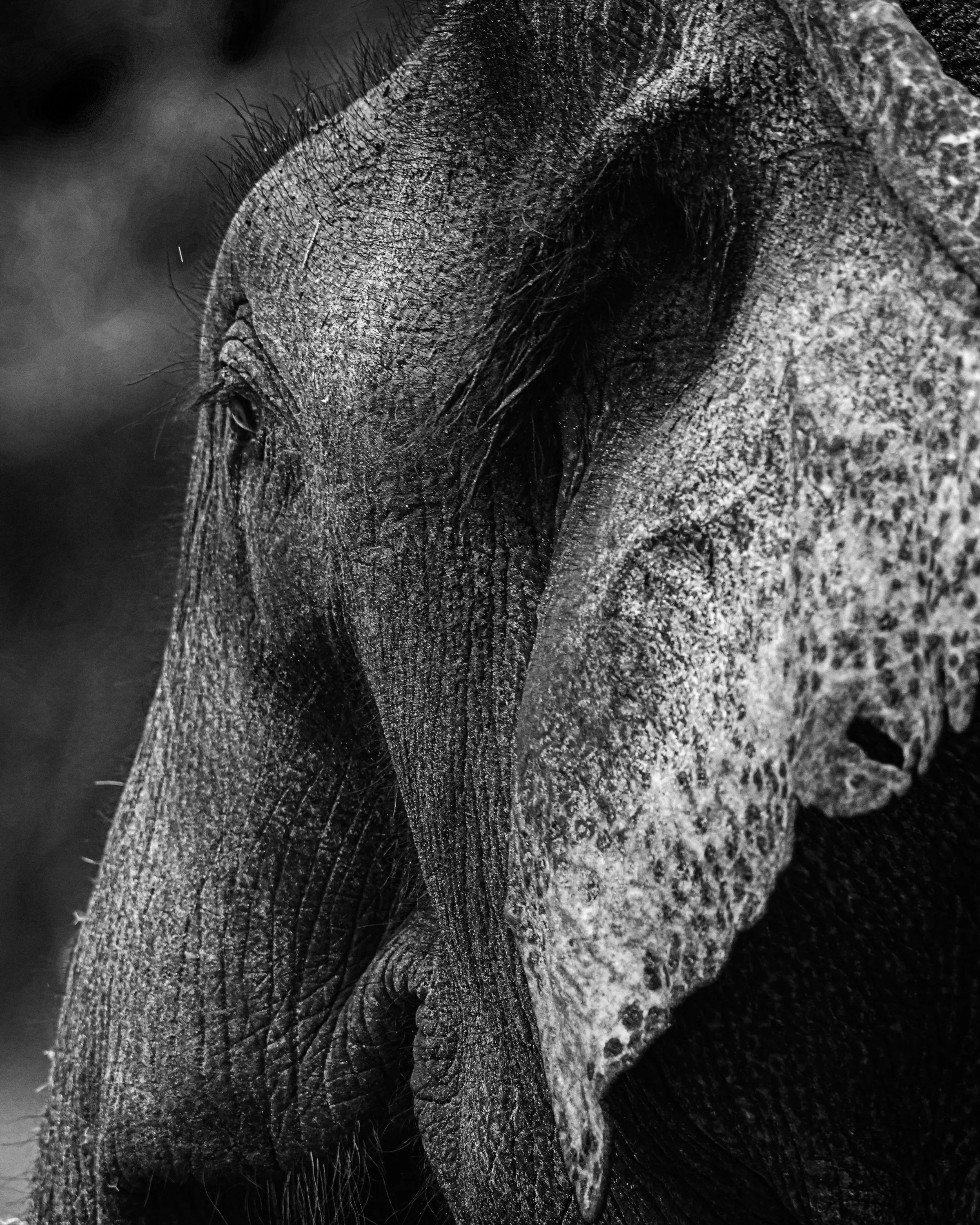 elephant-bnw-DSC00516.jpg