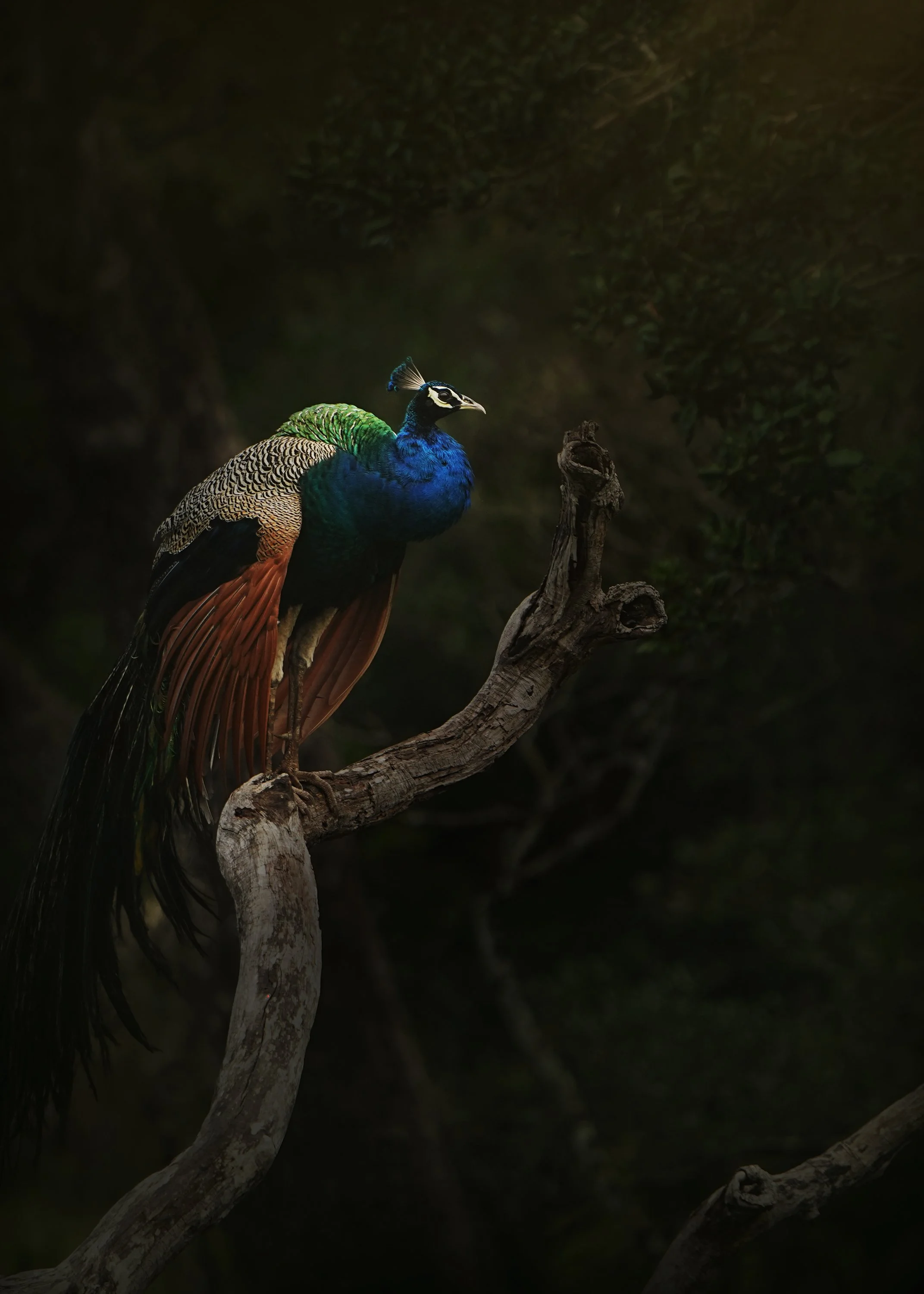 peacock-DSC09748.jpg