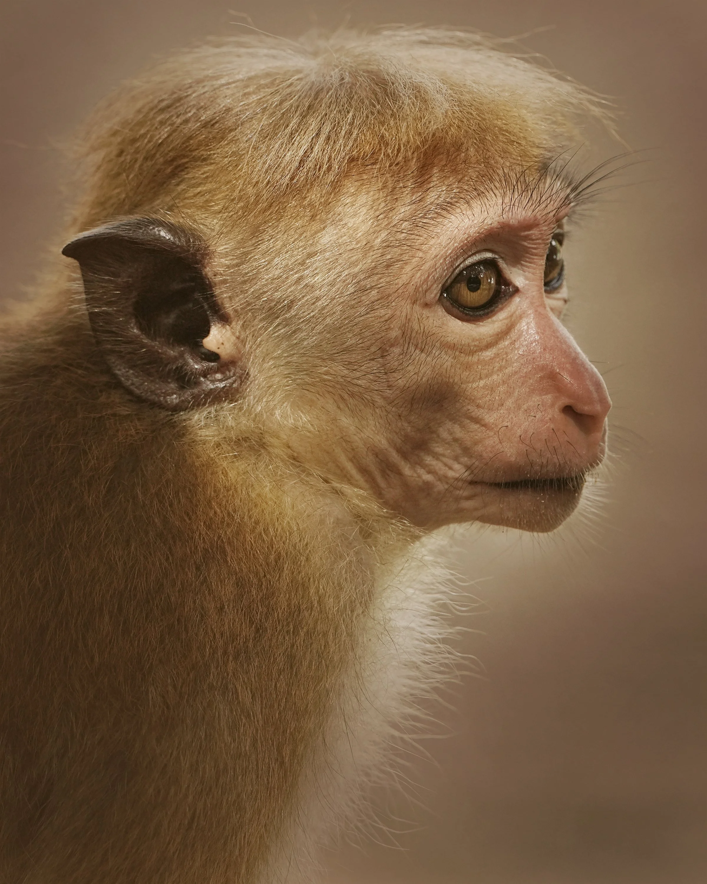 monkeyDSC01560.jpg