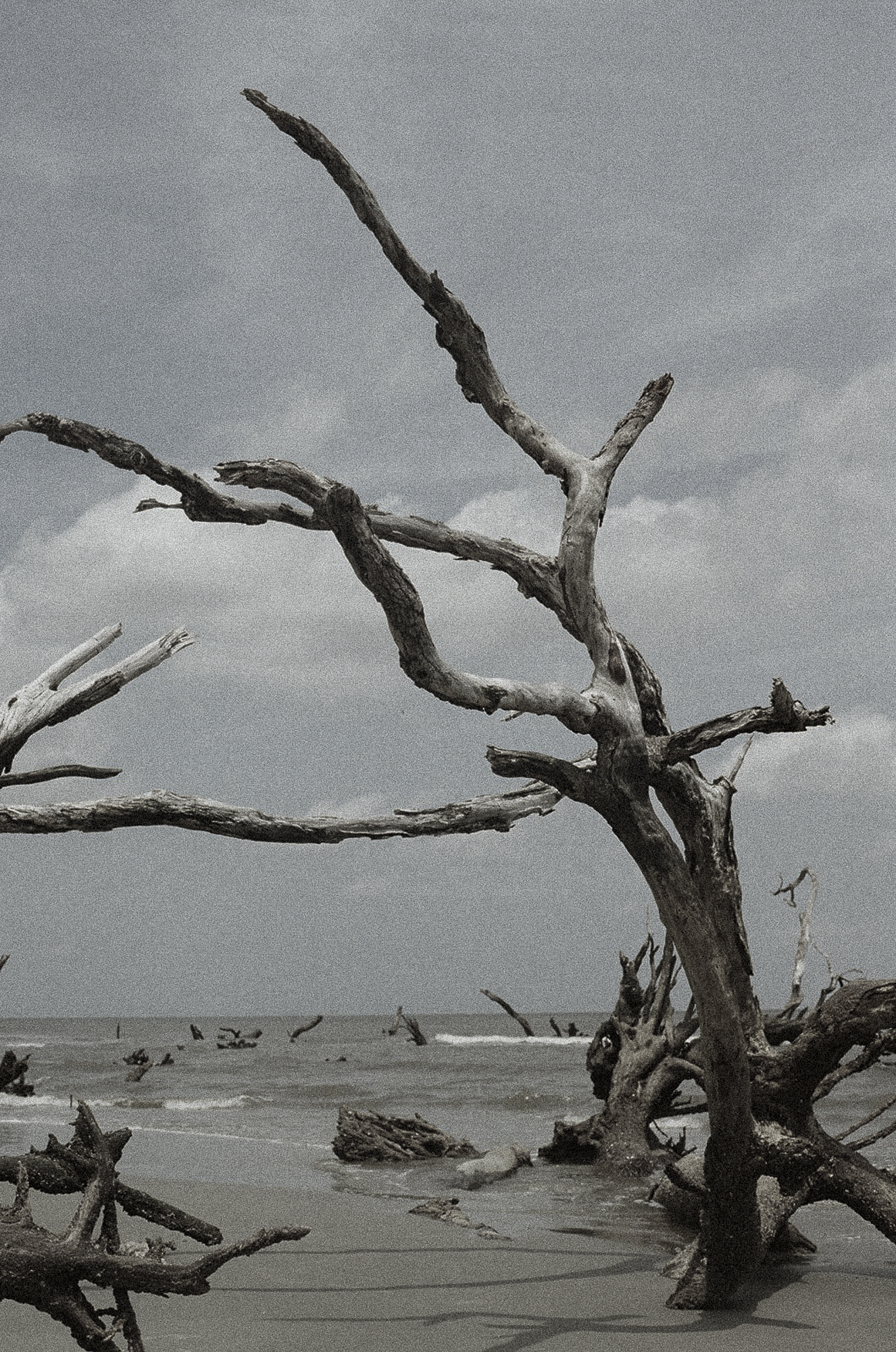 A beach scene with large, weathered driftwood trees and remnants scattered across the sand, under a cloudy sky.