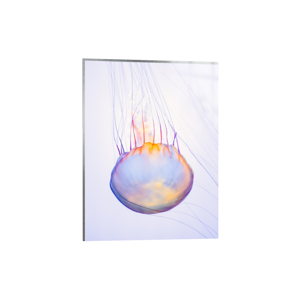 ptq_13_5_0_341_4024_5365_0_false_ffffff_0_0_.png