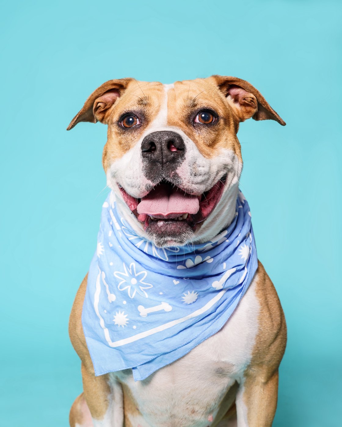 BAILEY A2081930.jpg