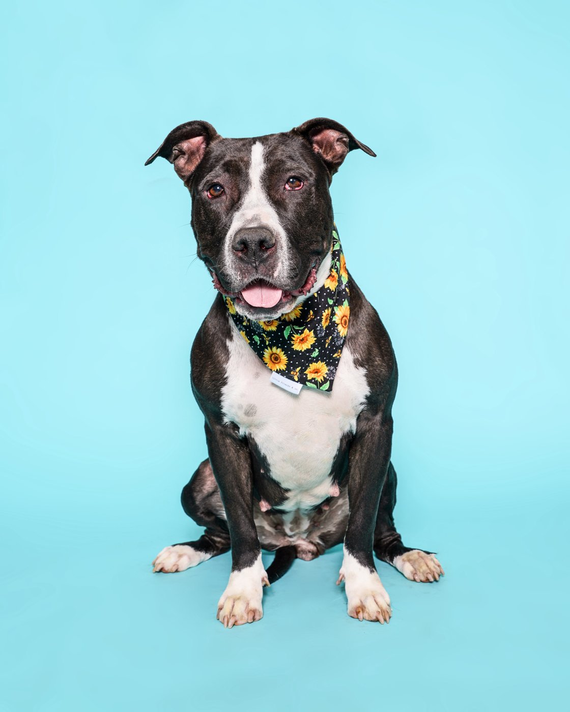 JACKIE A2077361.jpg