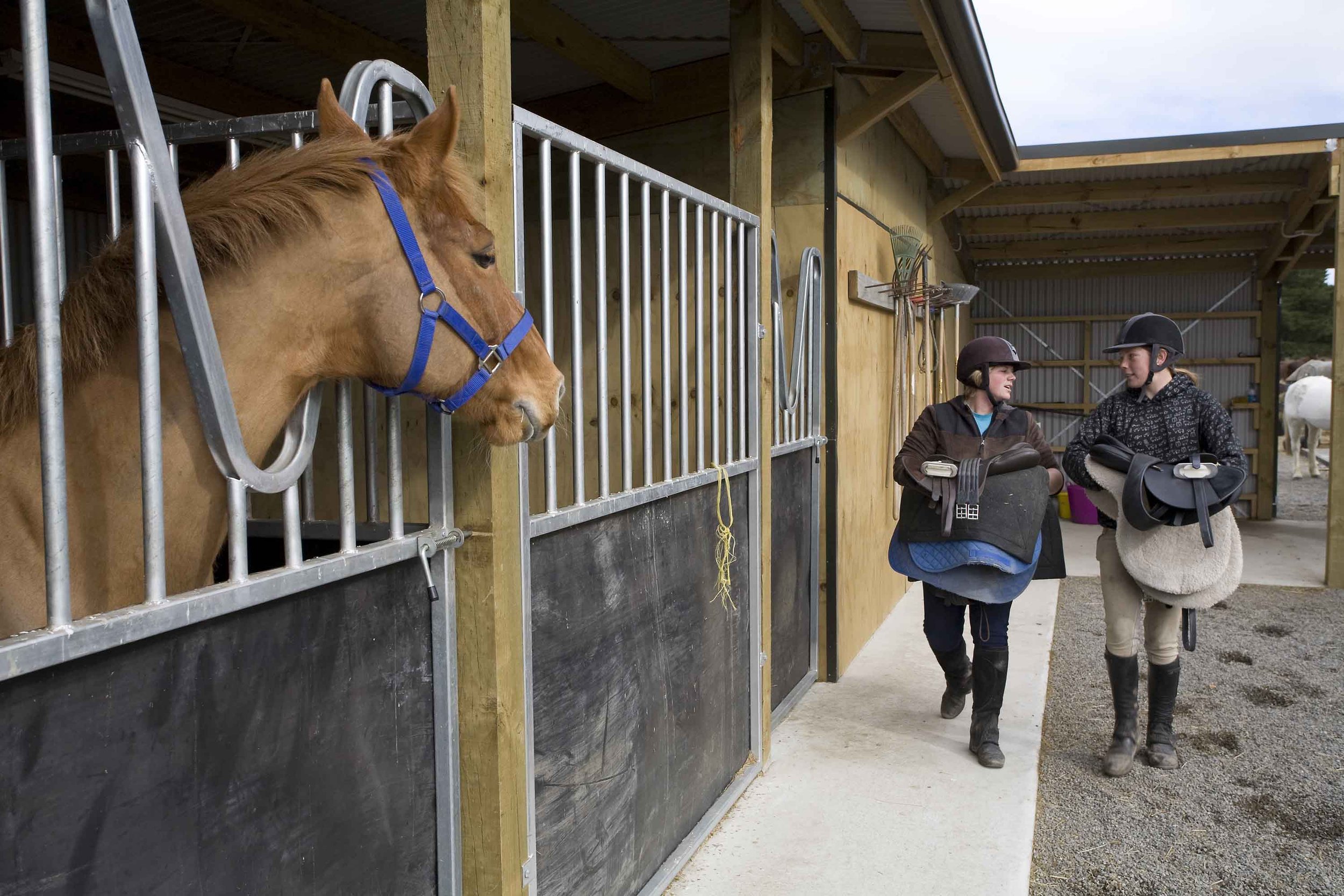 NTA-Equine1.jpg