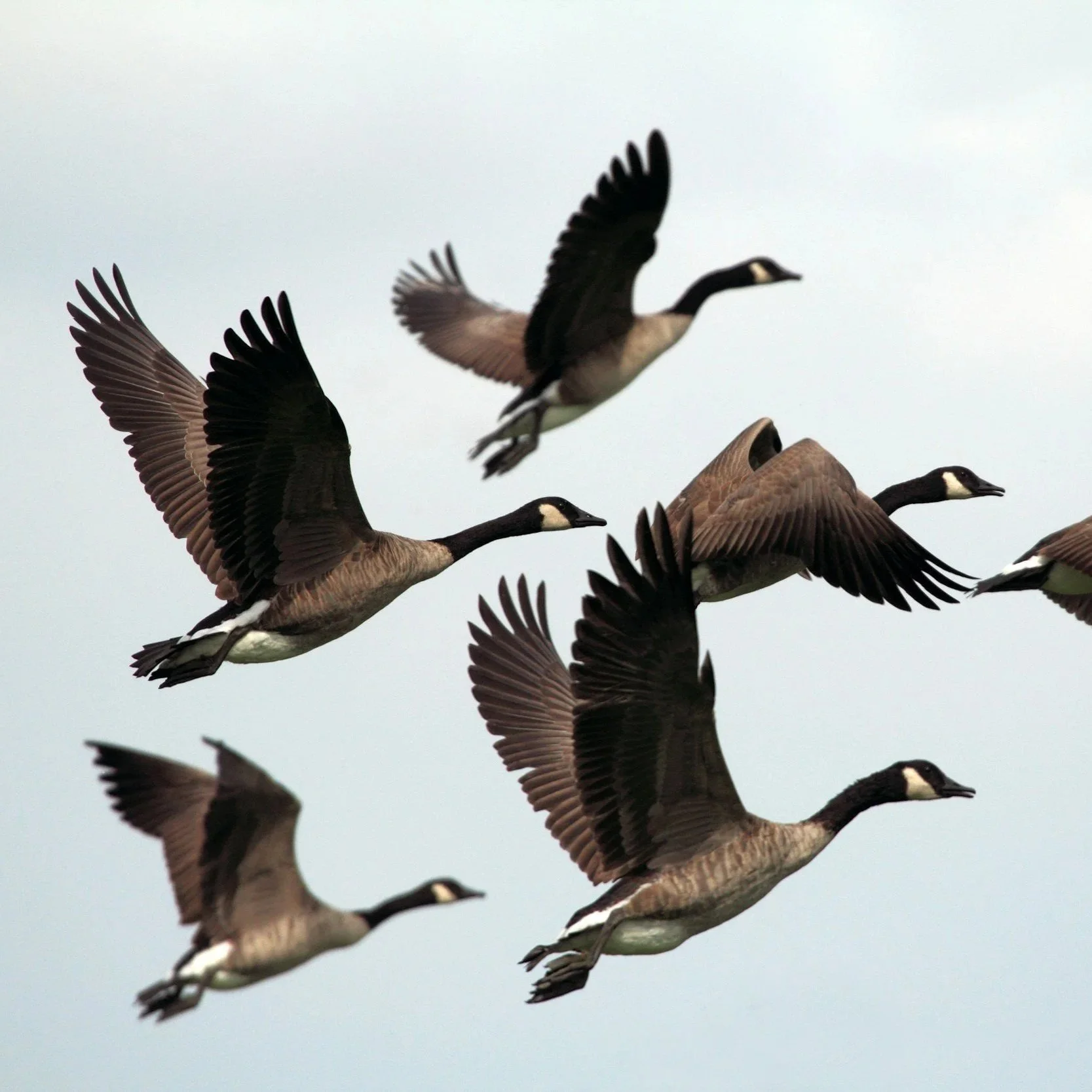 Geese flying