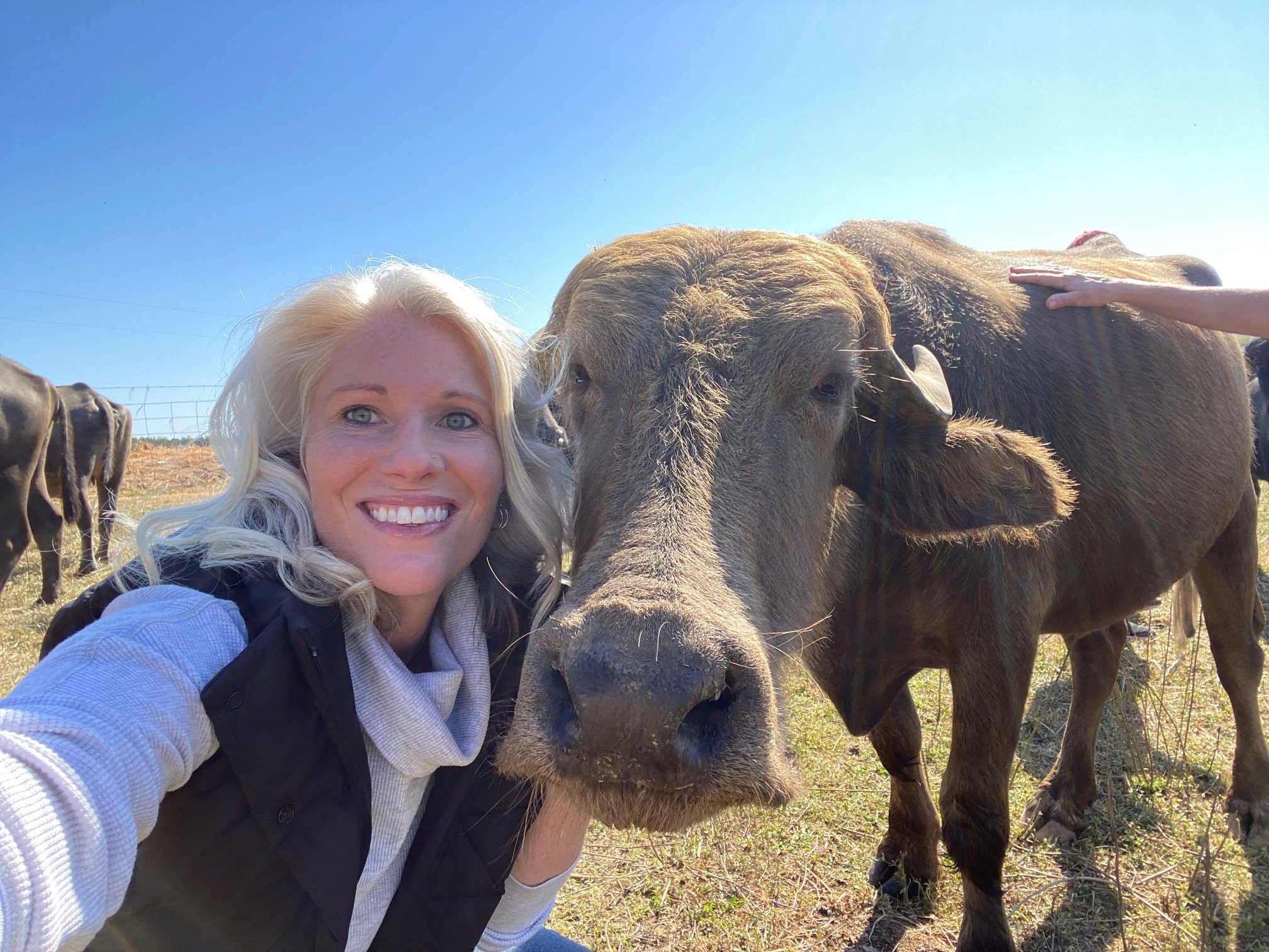 Kristie Cerutti image with a cow