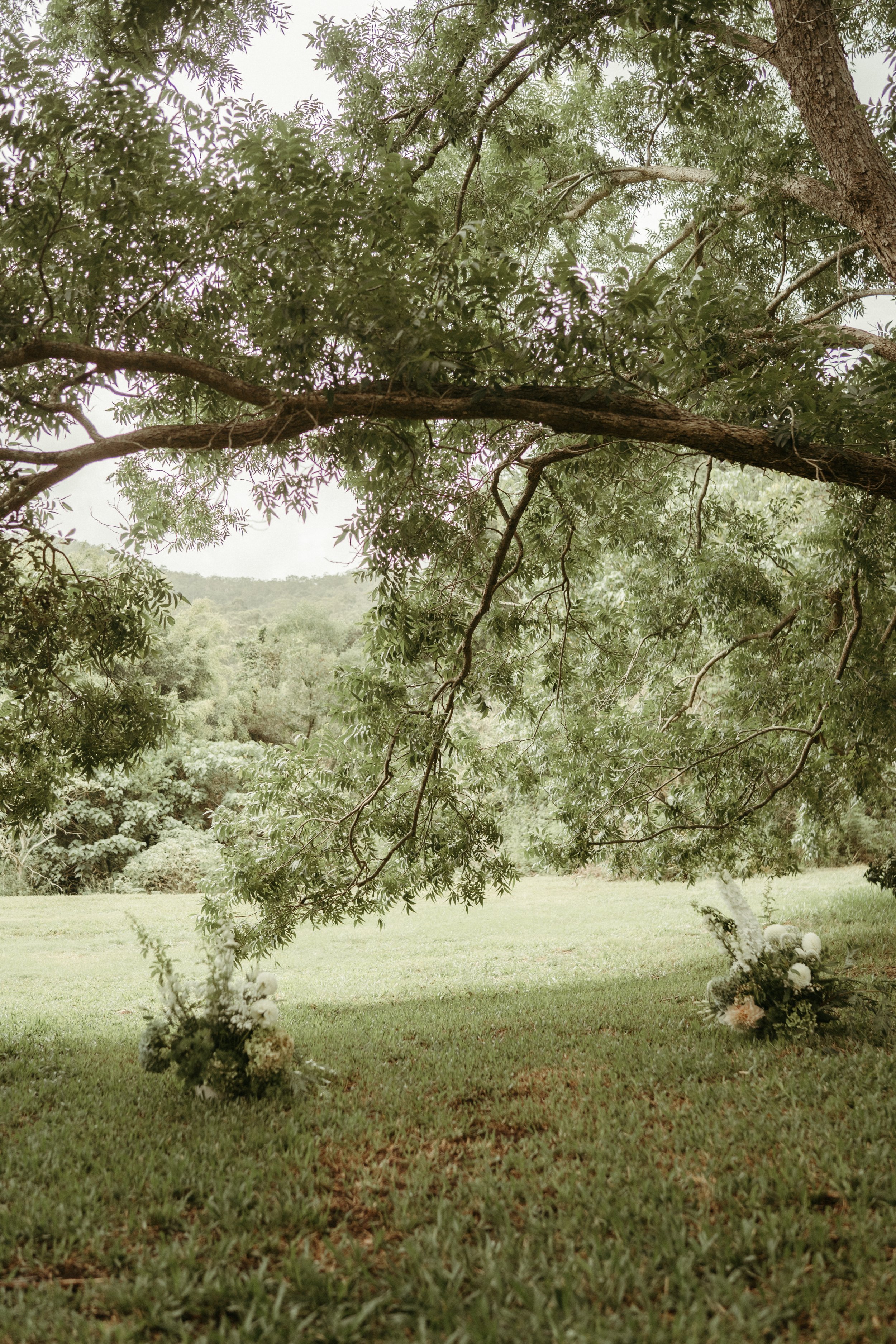 The Pecan Trees