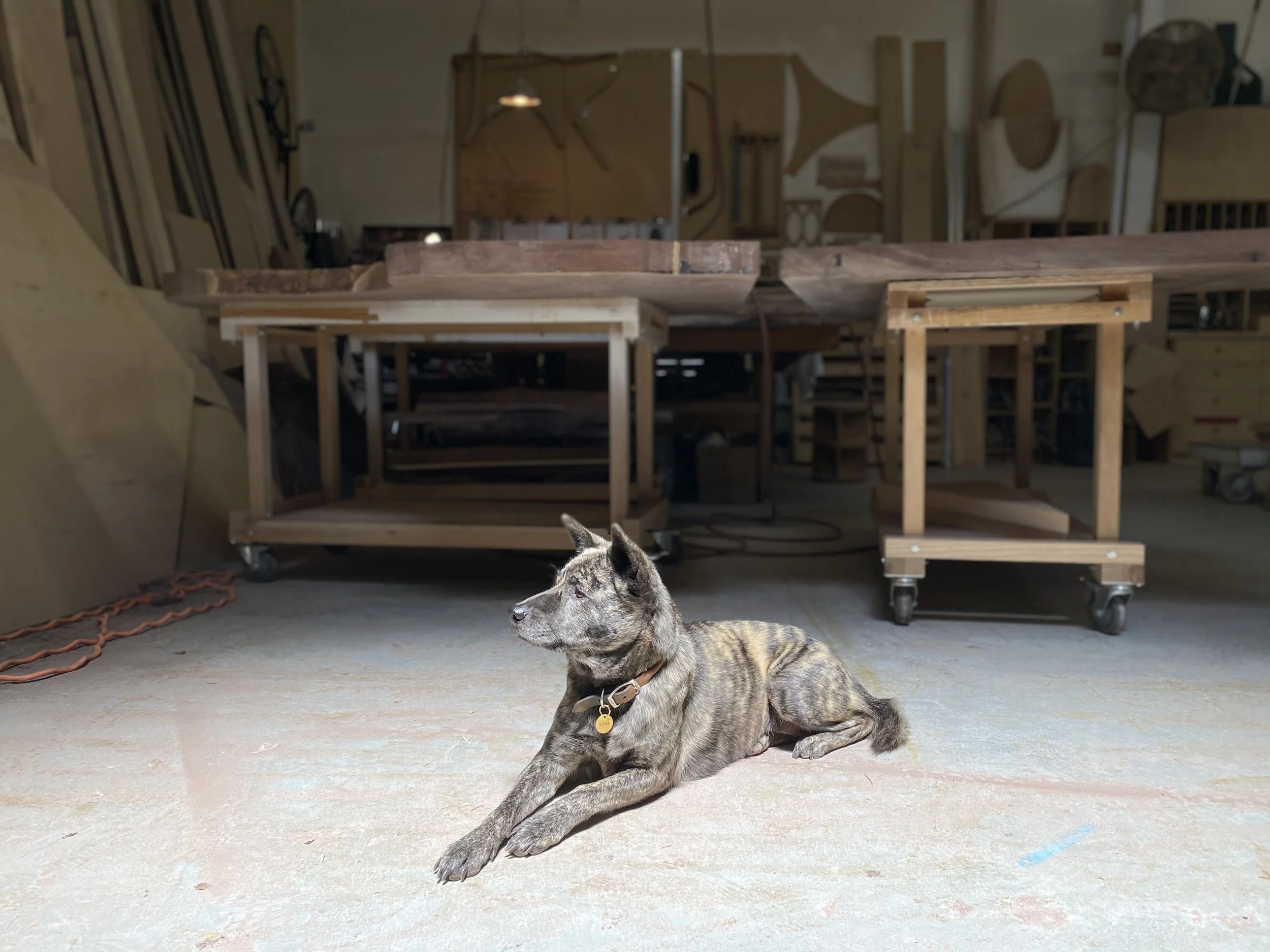 A dog with brindle coat lying on the floor of a woodworking workshop. In the background, there are wooden tables, tools, and shelves.