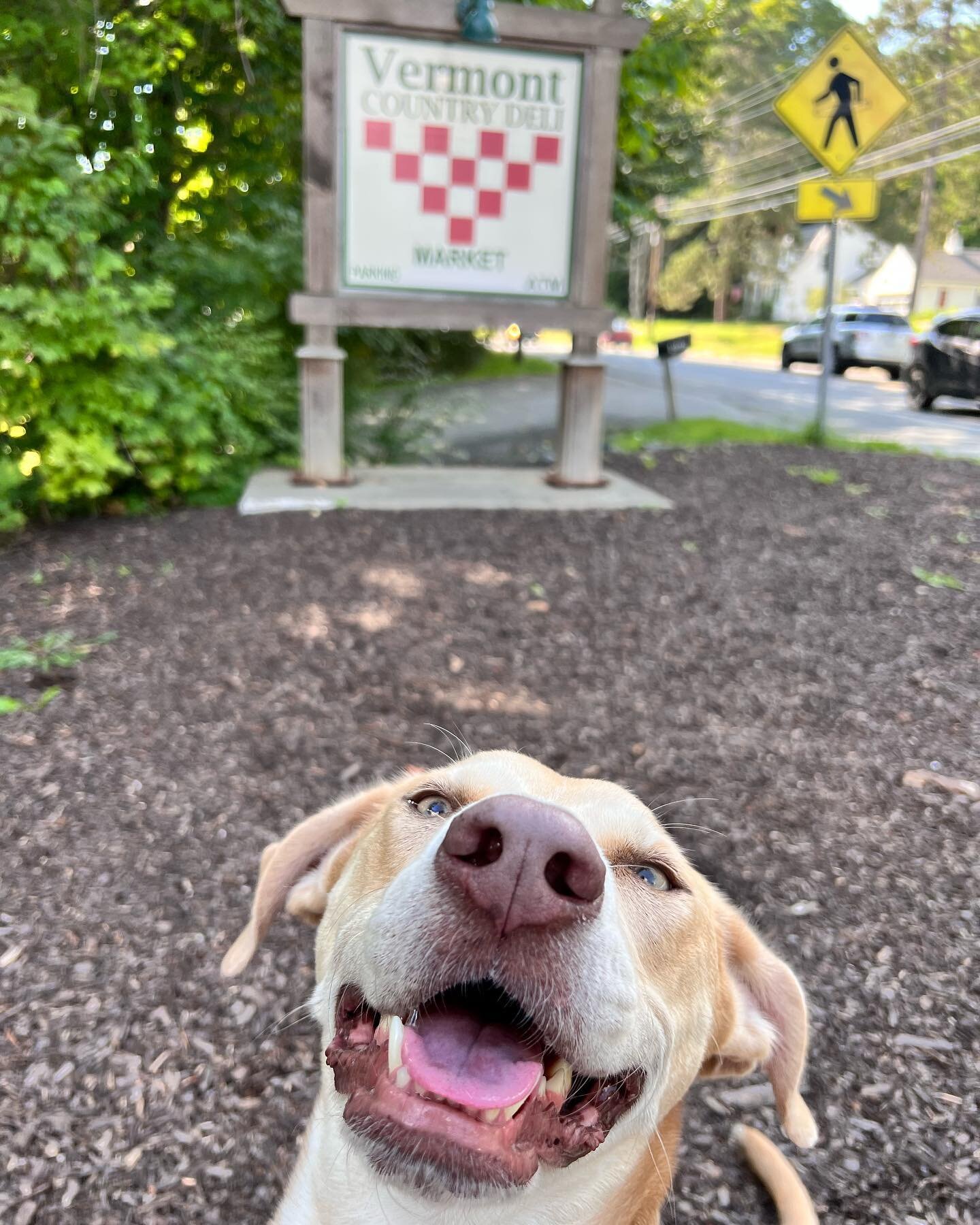 My favorite stop on the way home from NH every year is the Vermont Country Deli. This year was a big one for Ellie. With a lot of patience, encouragement, and bravery (and a lot of sweet potatoes), Ellie mustered up the courage each day to make her w