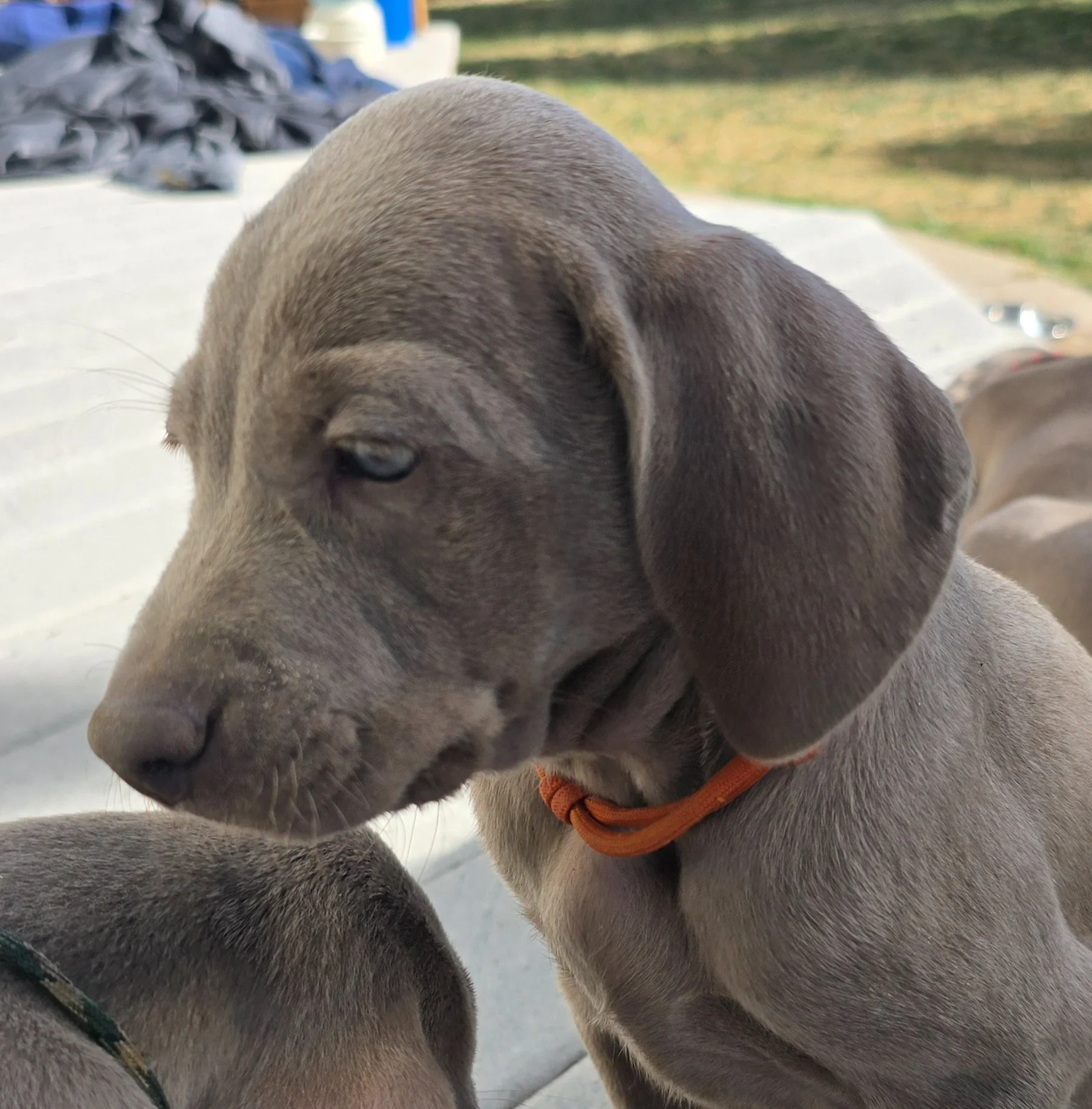 Oct 2025 pups for website-10.jpg