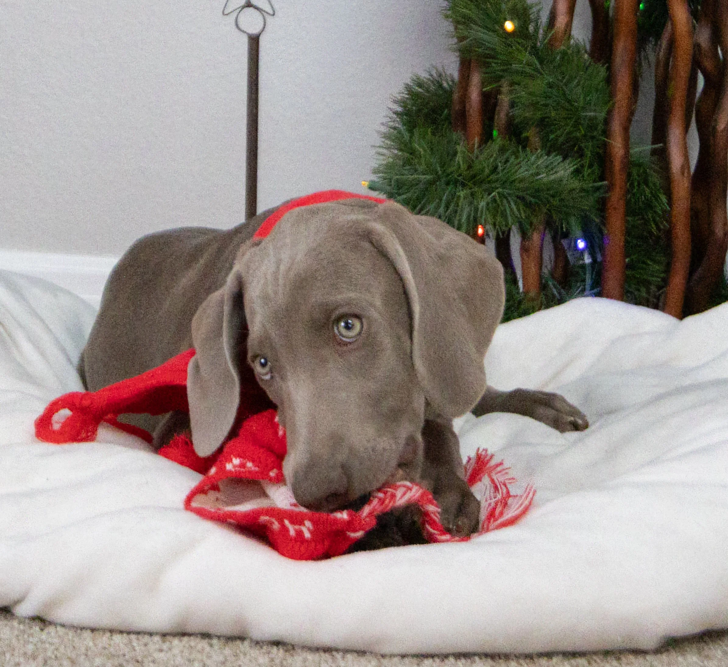 Falll 2025 puppy photos-7.jpg