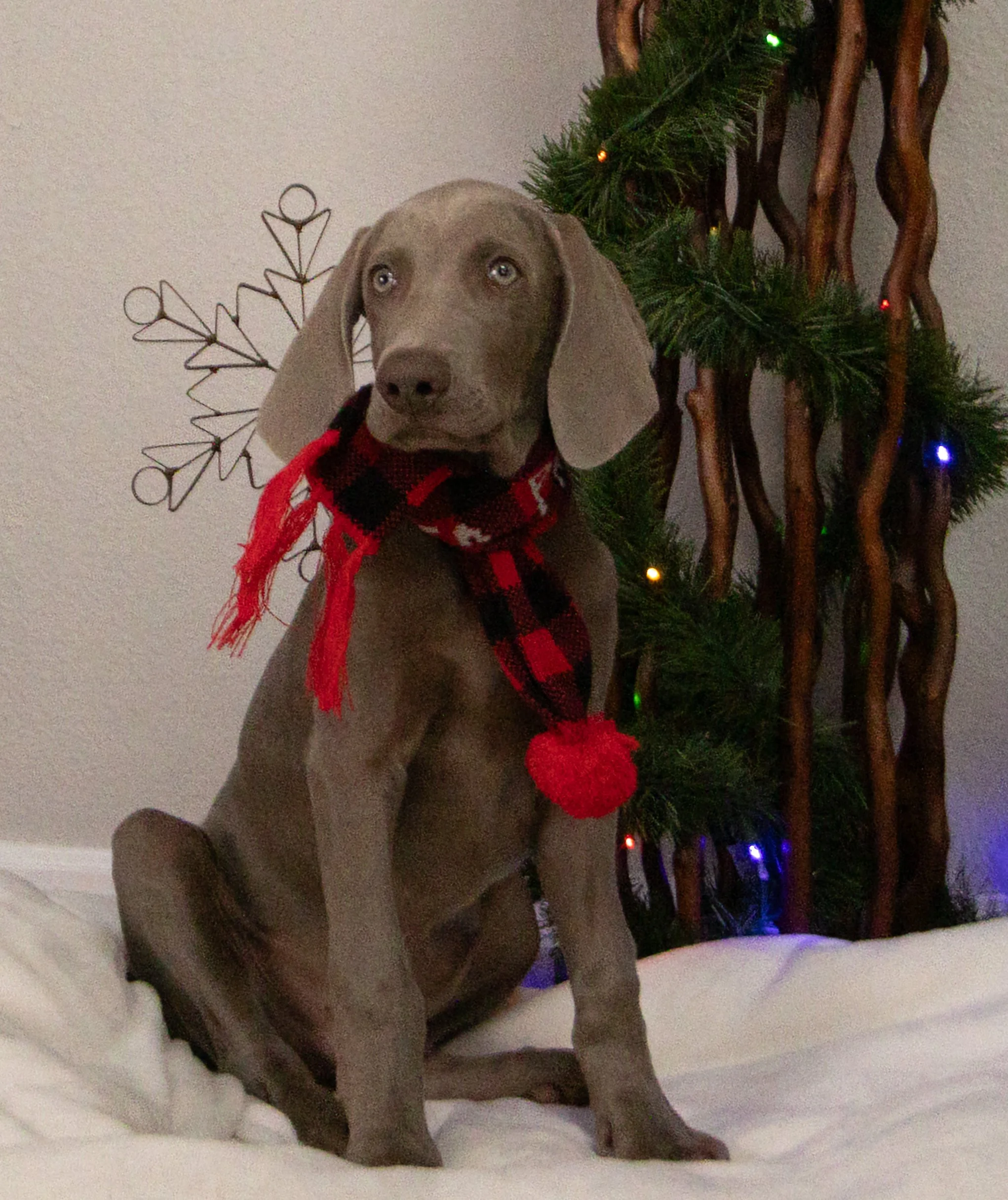 Red, White, and Blue (Male)