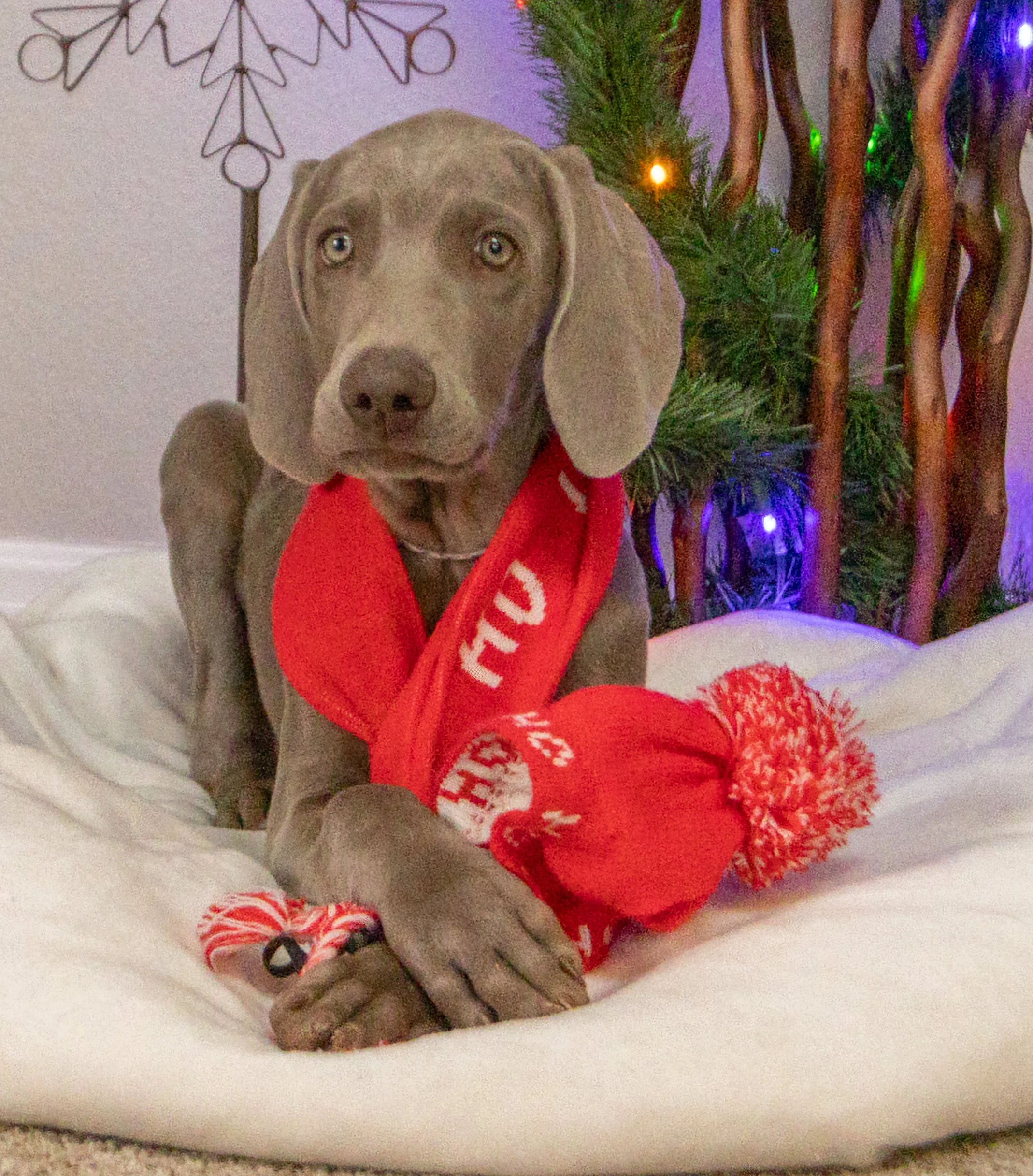 Cotton Candy (Female)