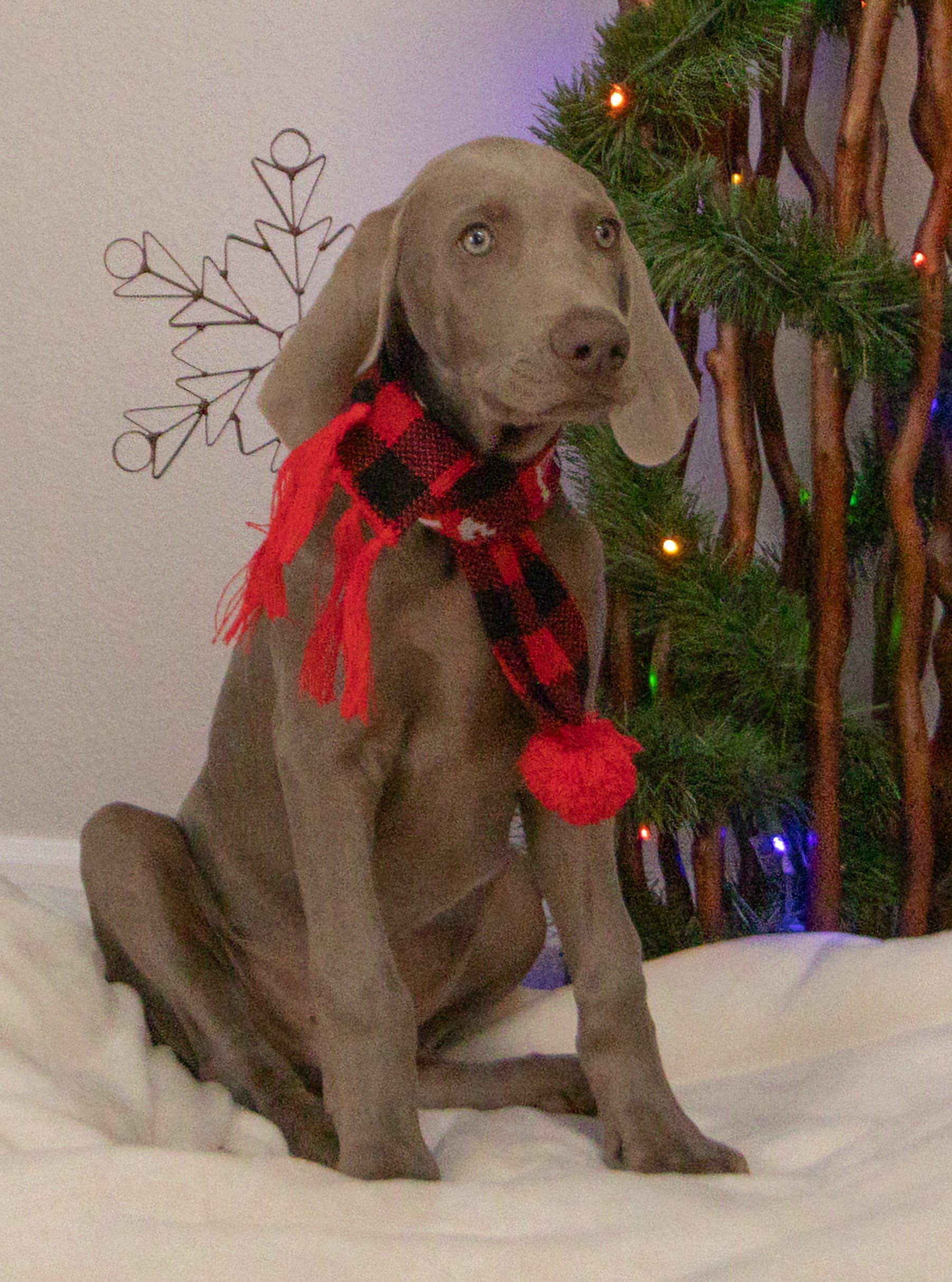 Falll 2025 puppy photos-3.jpg