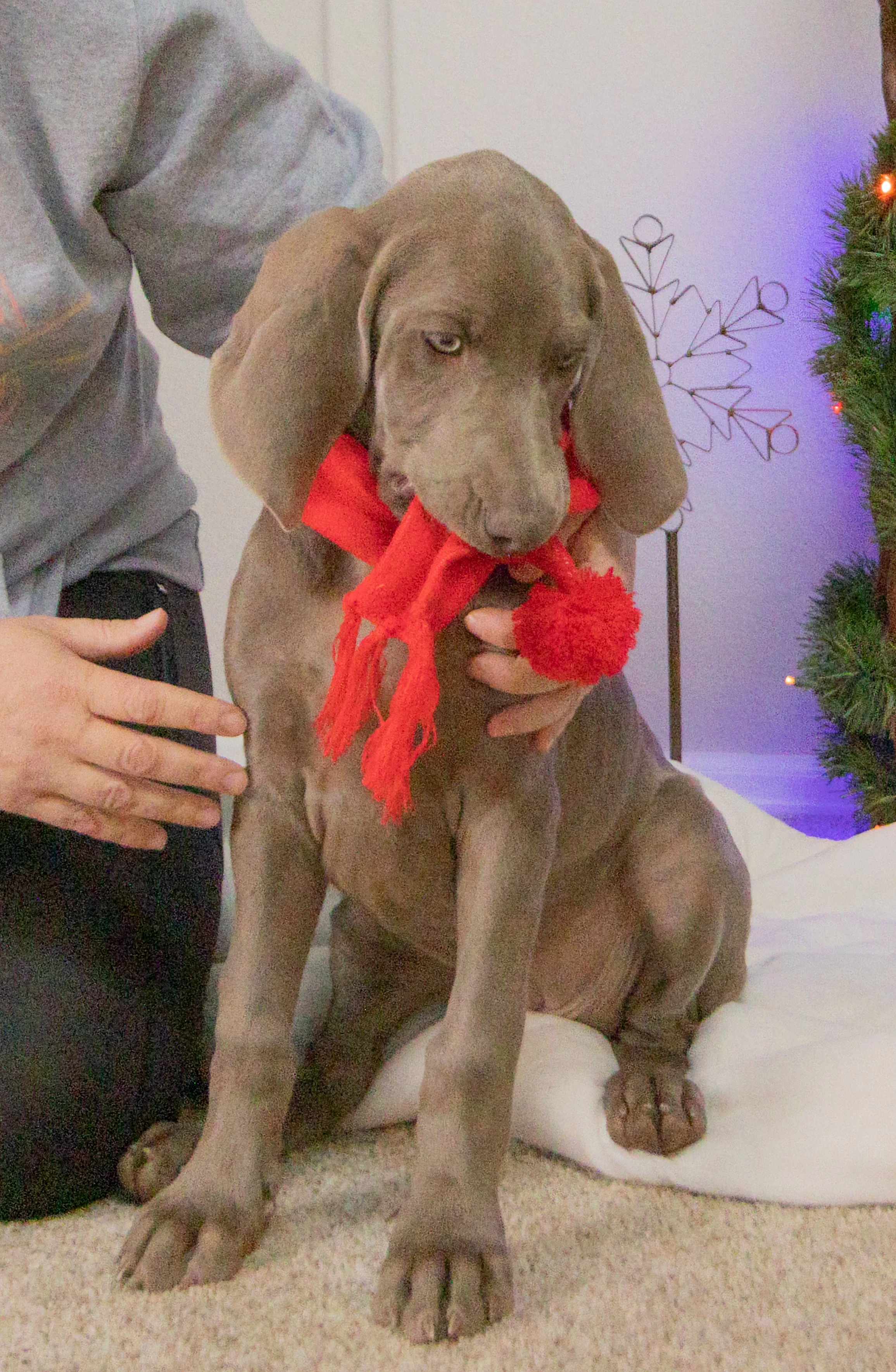 Falll 2025 puppy photos-5.jpg