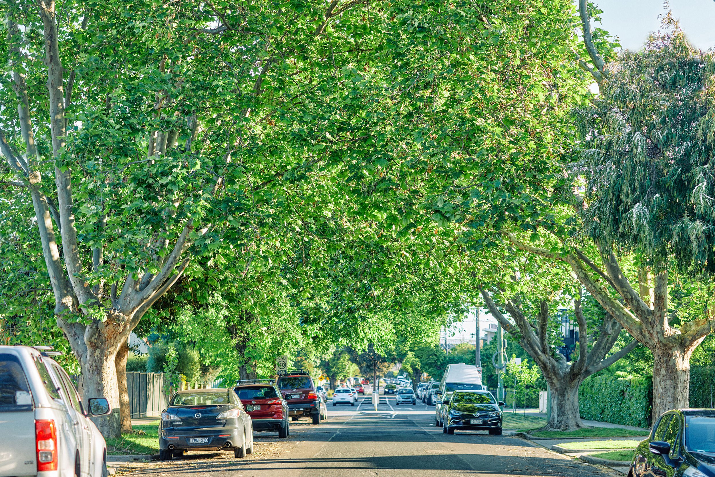  Canopy trees of Stephen Street offers dappled shade in summer 