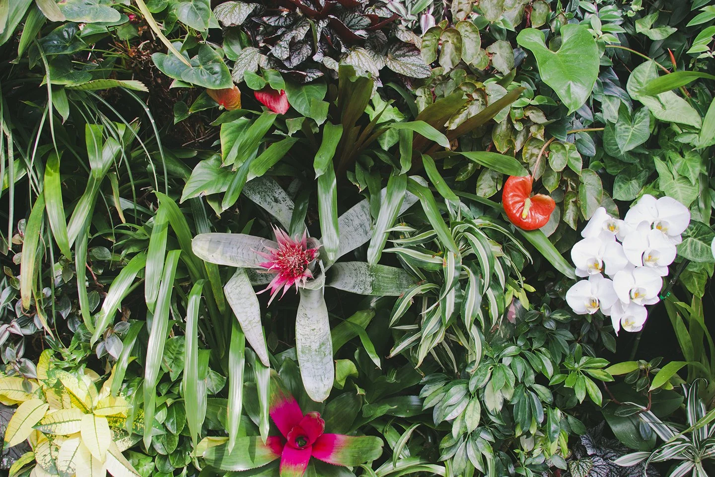 Travels_SanFrancisco_Conservatory_Flowers_PrintClubLtd(31).jpg