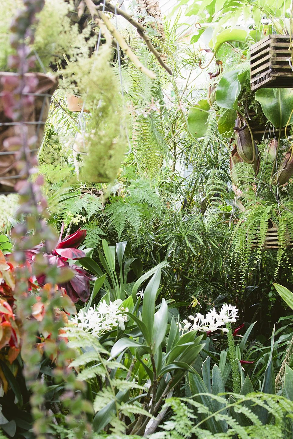 Travels_SanFrancisco_Conservatory_Flowers_Pr9ntClubLtd(1).jpg