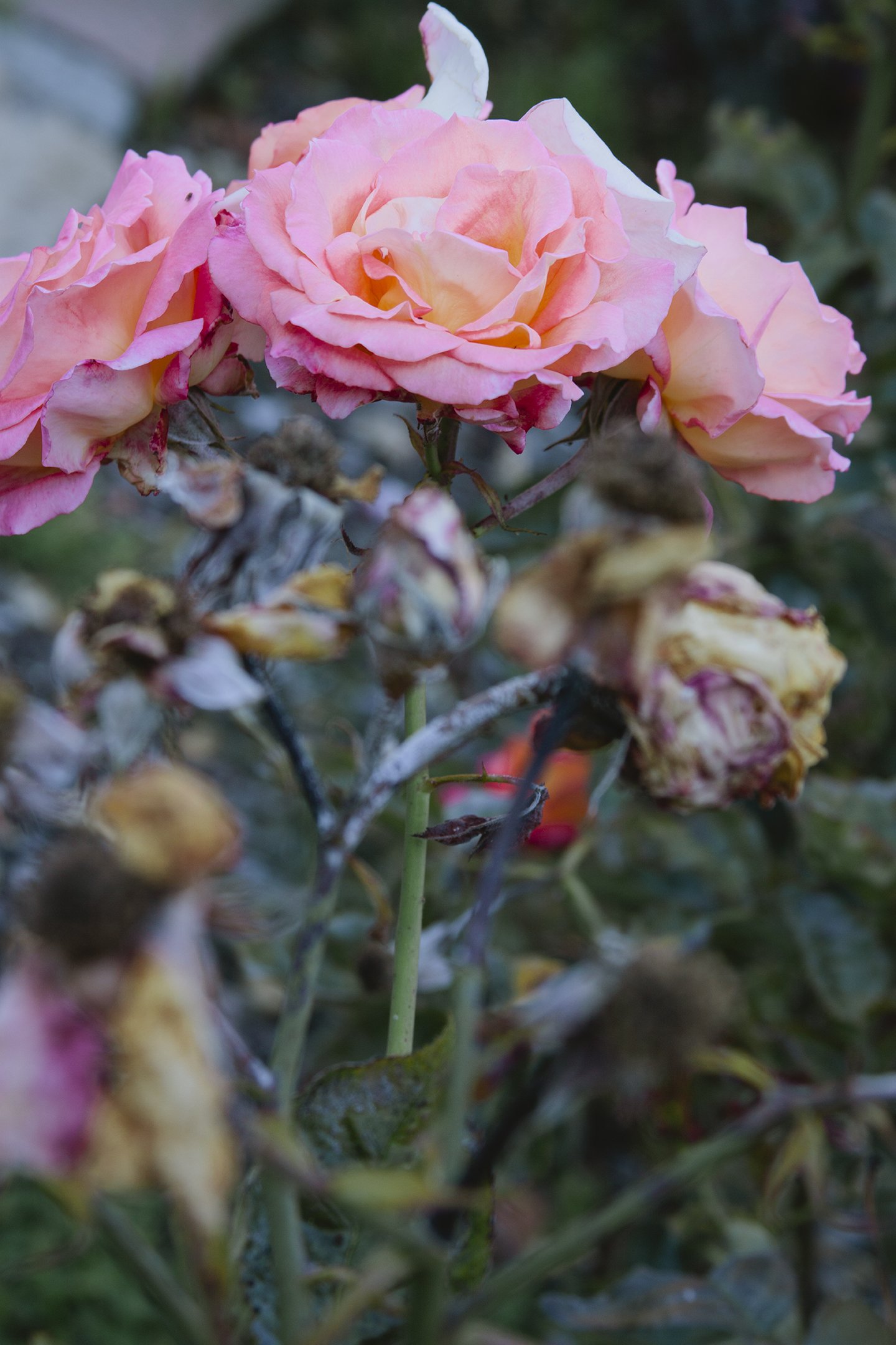 The Berkeley Rose Garden — Print Club Ltd.