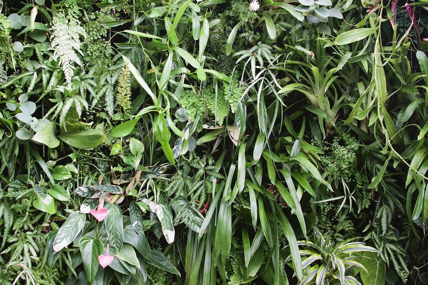 Travels_SanFrancisco_Conservatory_Flowers_PrintClubLtd(27).jpg