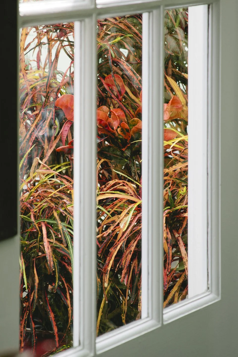 Travels_SanFrancisco_Conservatory_Flowers_PrintClubLtd(26).jpg