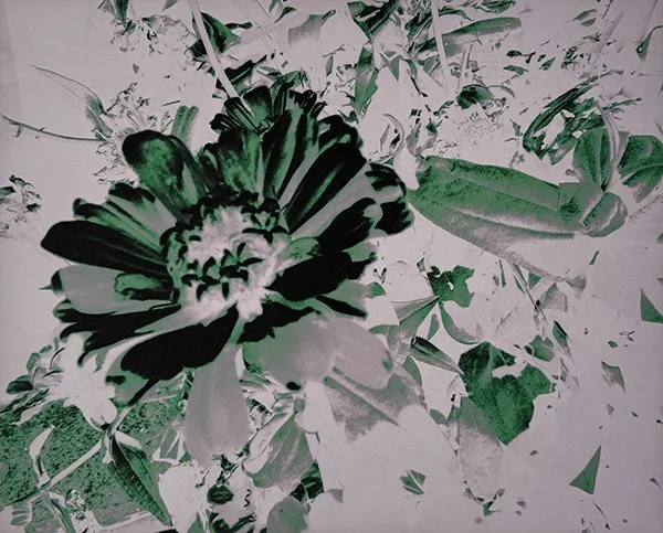 Solarised (Flowers), 2025, 3 sets of 3 unique pigment prints (detail), pigment print, blocked printer nozzles performing as oracle, 320mm x 450mm each
