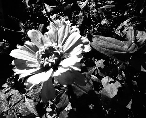 Flowers, 2021-2025, pigment print , 800mm x 990mm, Edition of 5