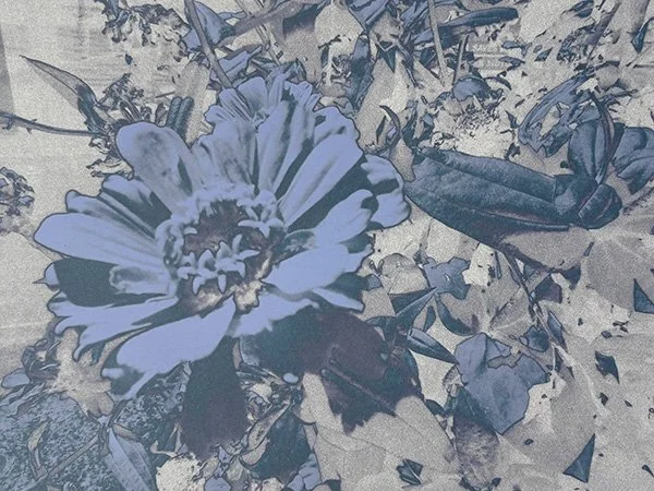Oracle (Flowers), 2025, Series of 20 unique ephemera prints (detail), pigment print (blocked printer nozzles performing as oracle), 320mm x 450mm