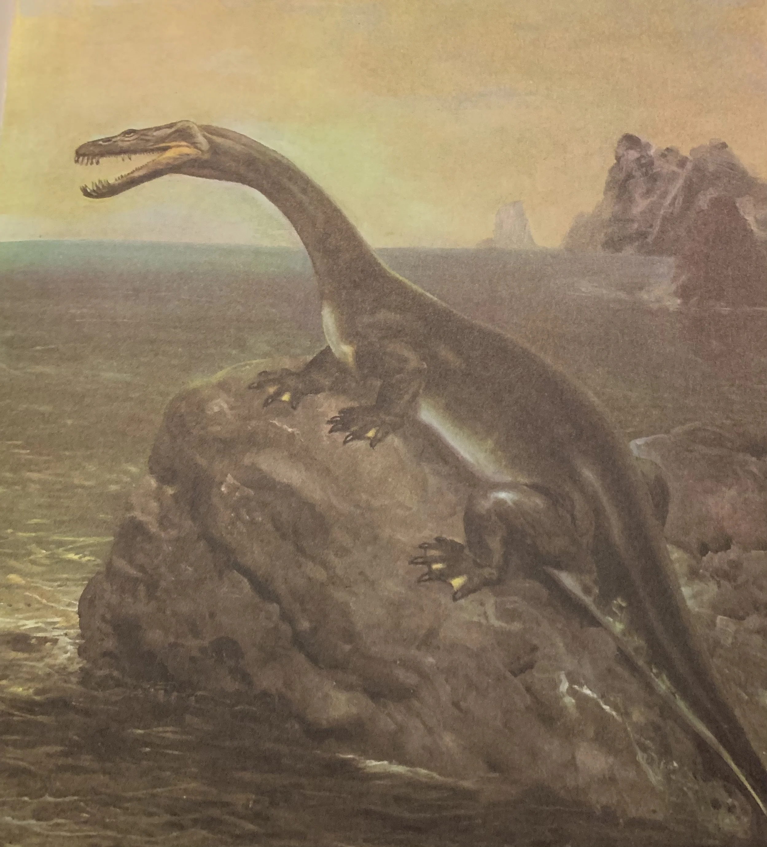 Nothosaurus vertebrae