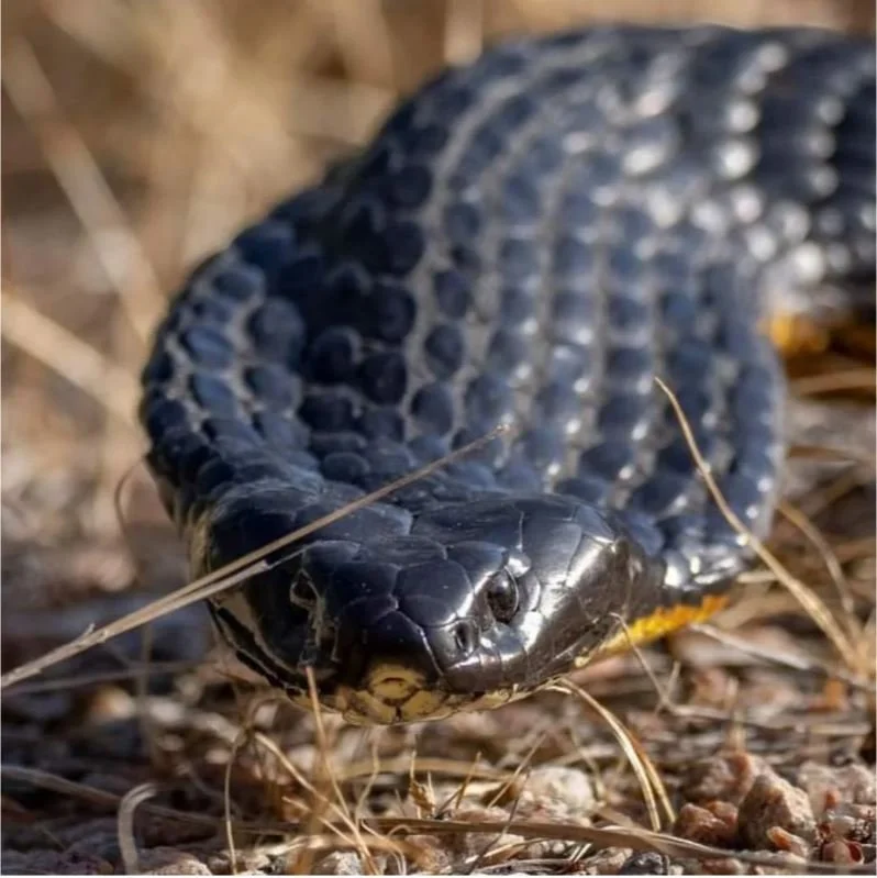 Snake Information Night 2 Term 4 2025