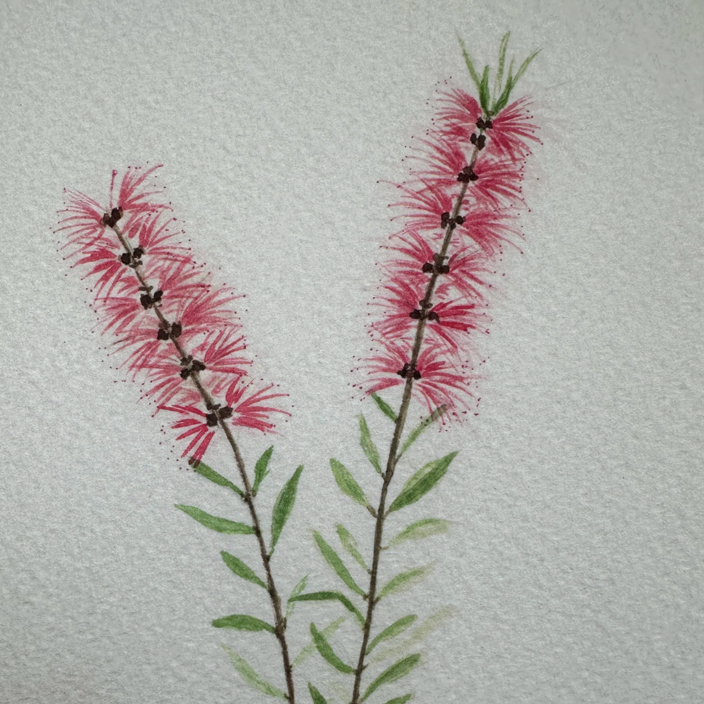 KickArts: Watercolour wildflowers 7+