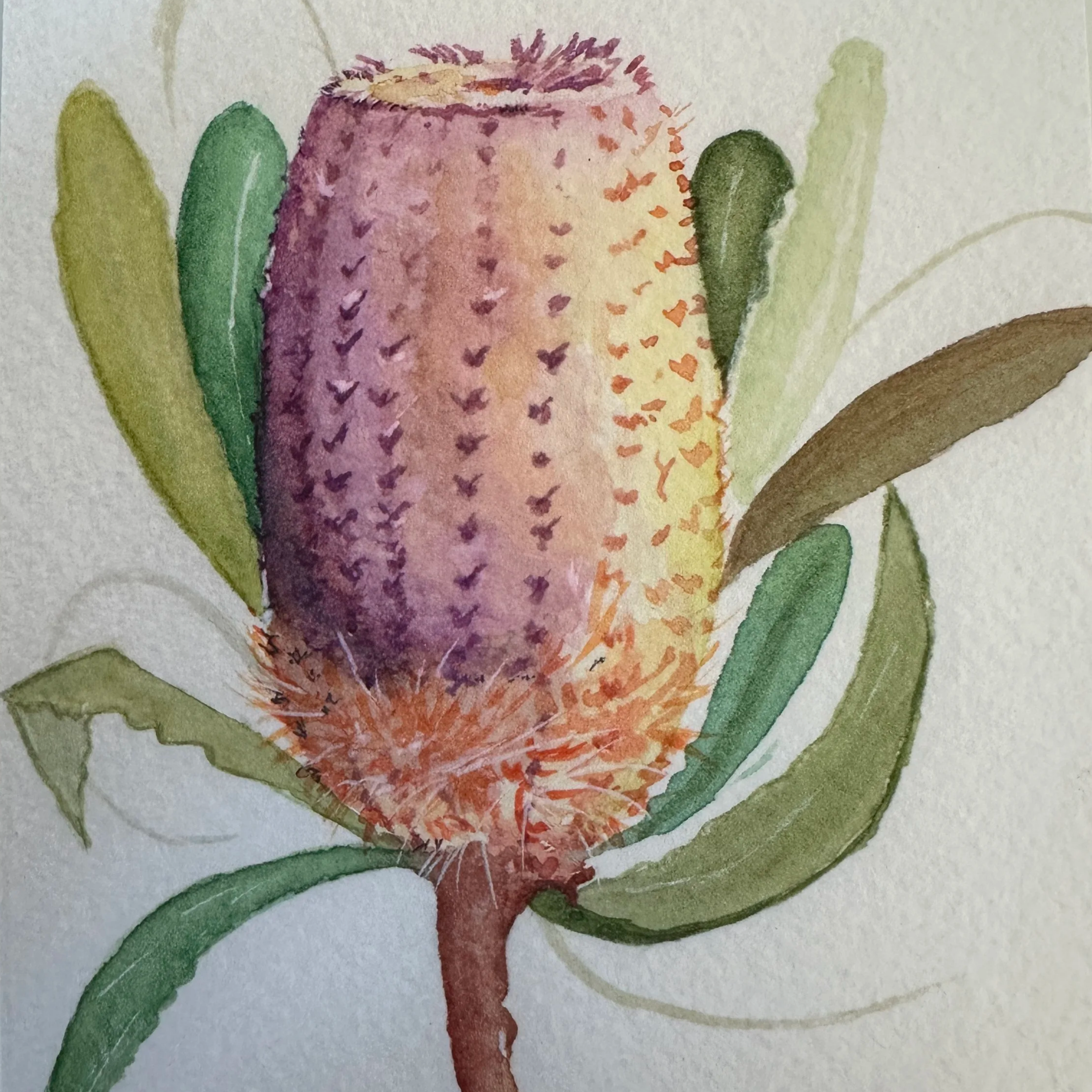 KickArts: Watercolour banksias 10+