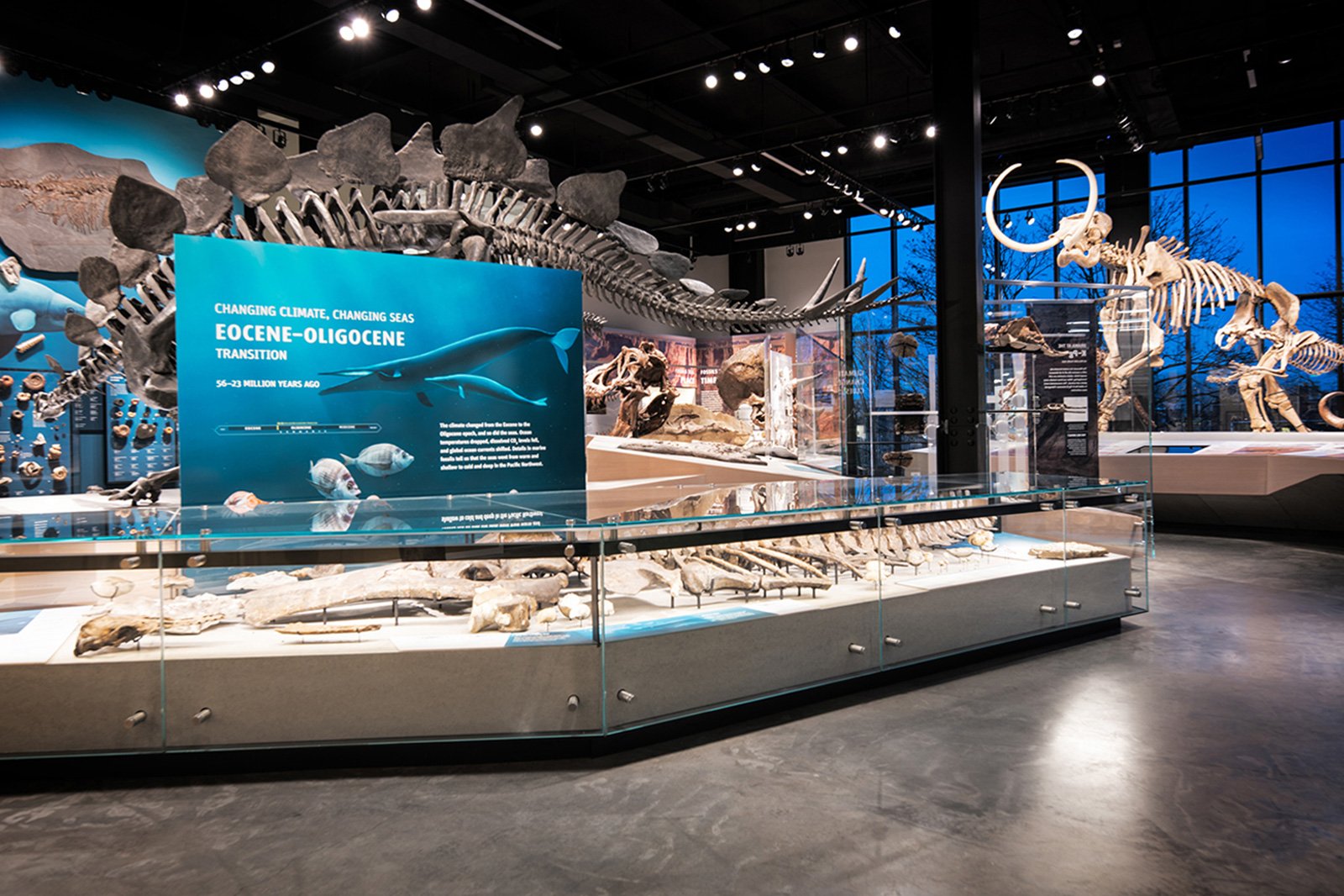 university of washington burke exhibits - olson kundig