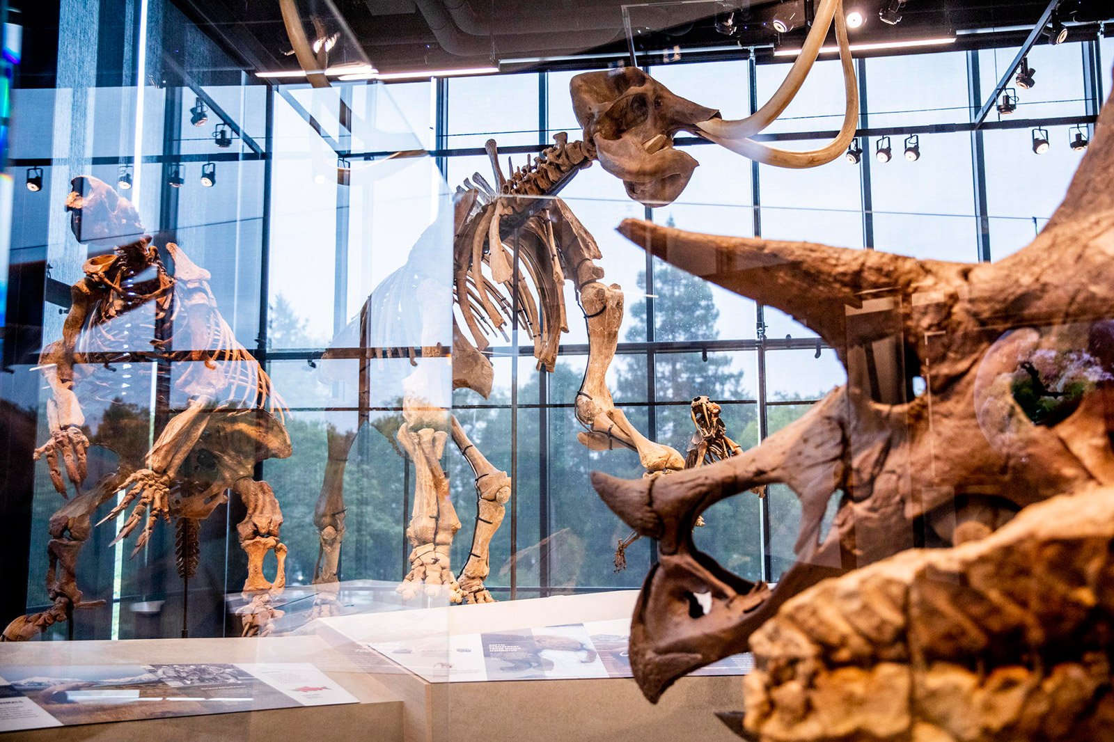 university of washington burke exhibits - olson kundig