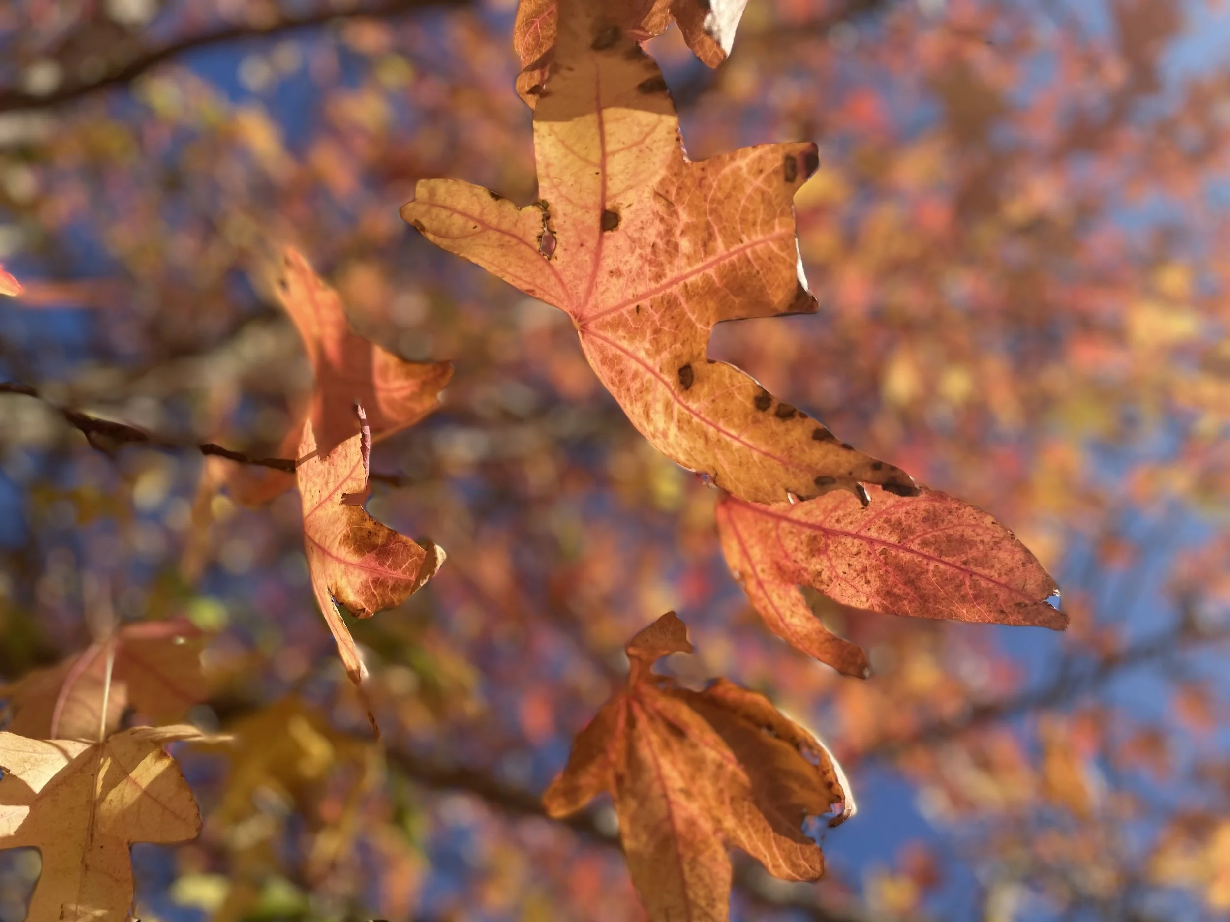 ACER Integration Tree Journeys — ACER Integration