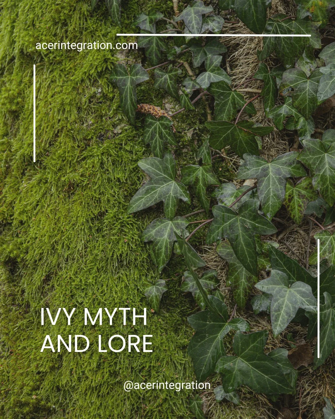 As we move into Ivy month, we&rsquo;re invited to reflect on connection, boundaries, and the patterns that both sustain and constrain us.⁠
⁠.⁠
The ivy weaves through myth and folklore as a symbol of devotion, resilience, and interdependence. It offer