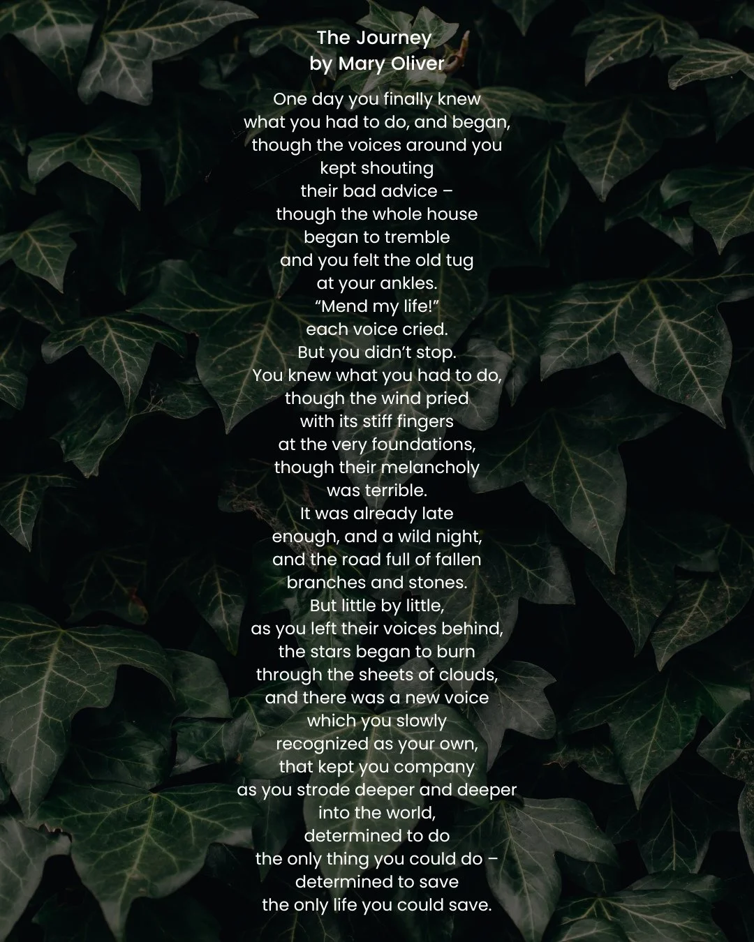 &ldquo;One day you finally knew⁠
what you had to do, and began&hellip;&rdquo; &mdash; Mary Oliver, The Journey⁠
⁠.⁠
Sorry about the tiny print, but this poem speaks to the essence of Ivy month &mdash; the moment we begin to loosen what binds us and t