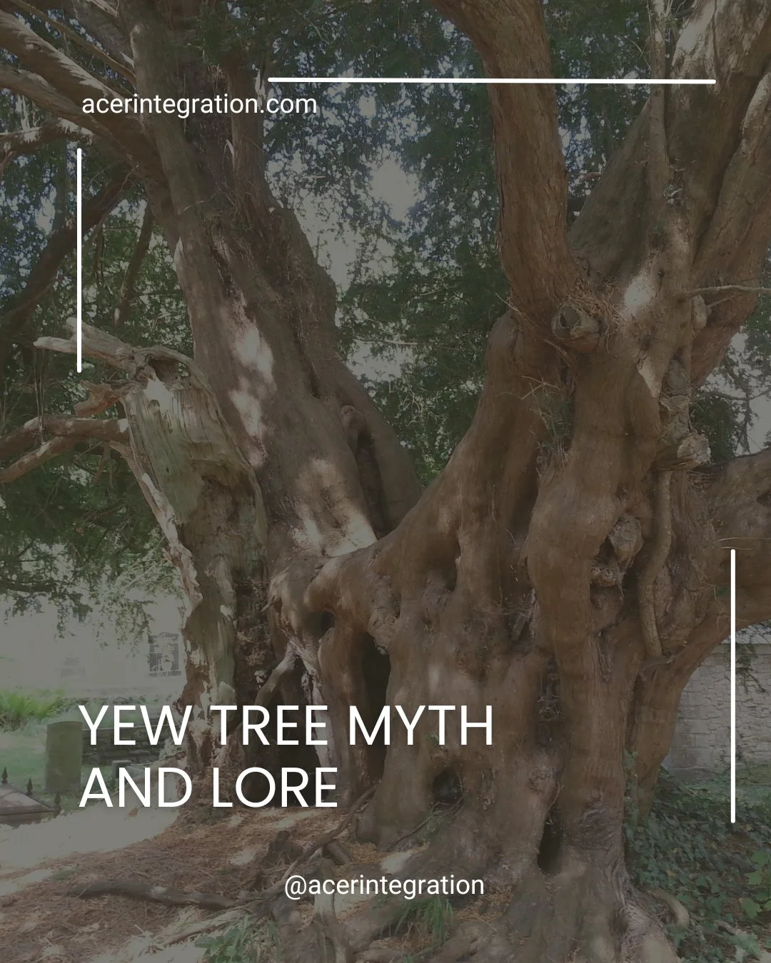 The ancient Yew stands at the threshold between worlds &mdash; a living symbol of death, rebirth, and the quiet power of transformation. ⁠
.⁠
In Celtic and Druidic lore, it was known as the Tree of Eternity &mdash; growing new life from its own falle
