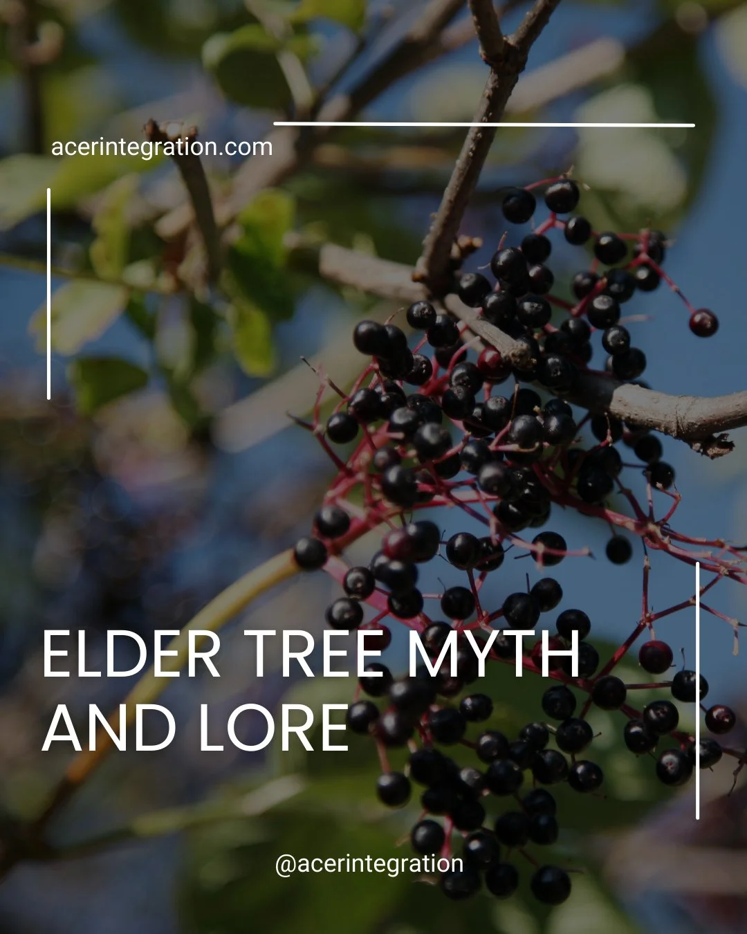 The elder tree carries centuries of myth and meaning. Known as a guardian, a healer and a guide between worlds, it invites us to reflect on our own role as future elders. Its stories remind us of the responsibility we hold, the wisdom we can cultivat