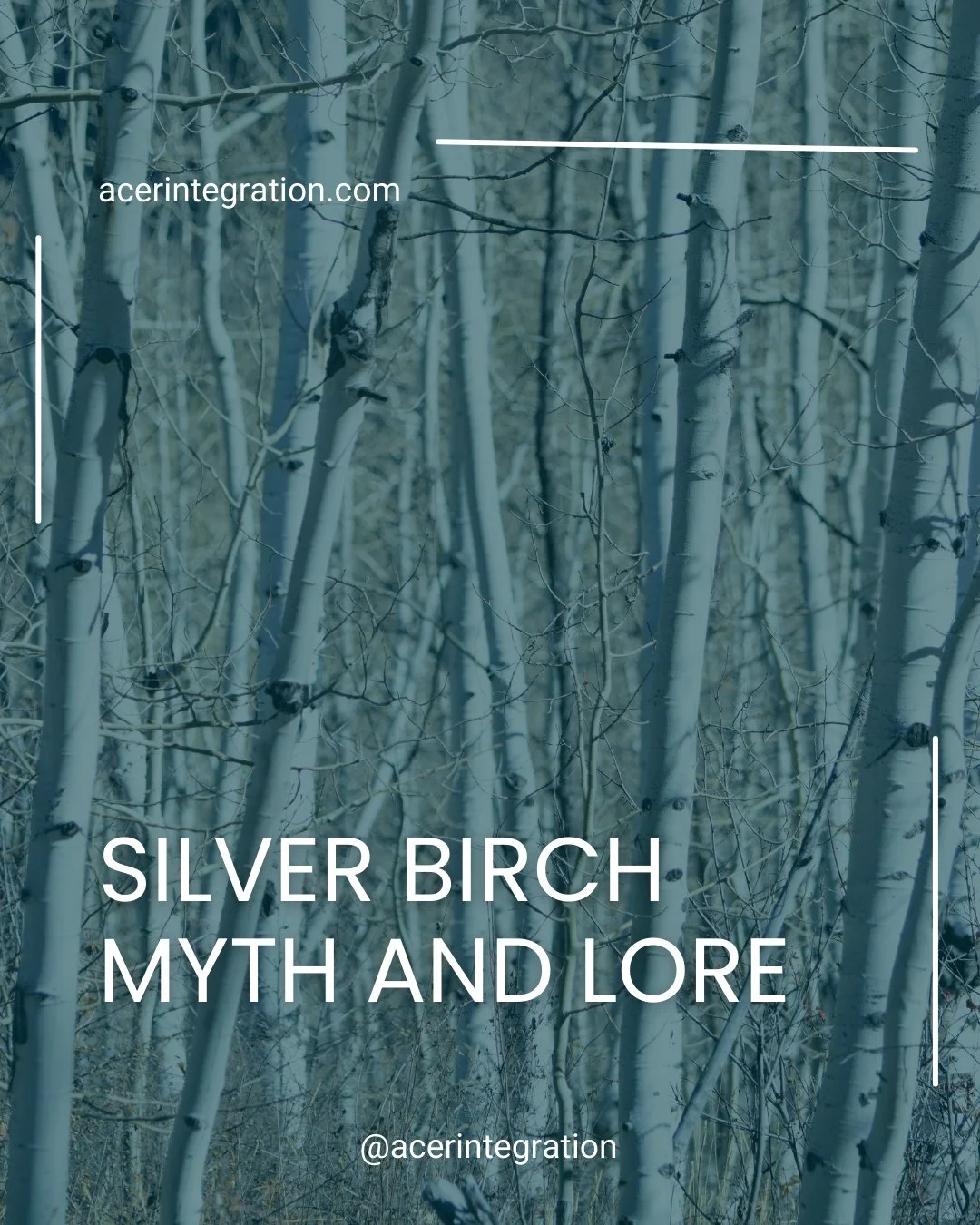 Silver birch reminds us that beginnings do not have to be loud or dramatic. Sometimes they arrive quietly, after loss, disruption, or clearing, asking only that we start where we are.⁠
.⁠
In myth and lore, the silver birch is a tree of renewal, purif