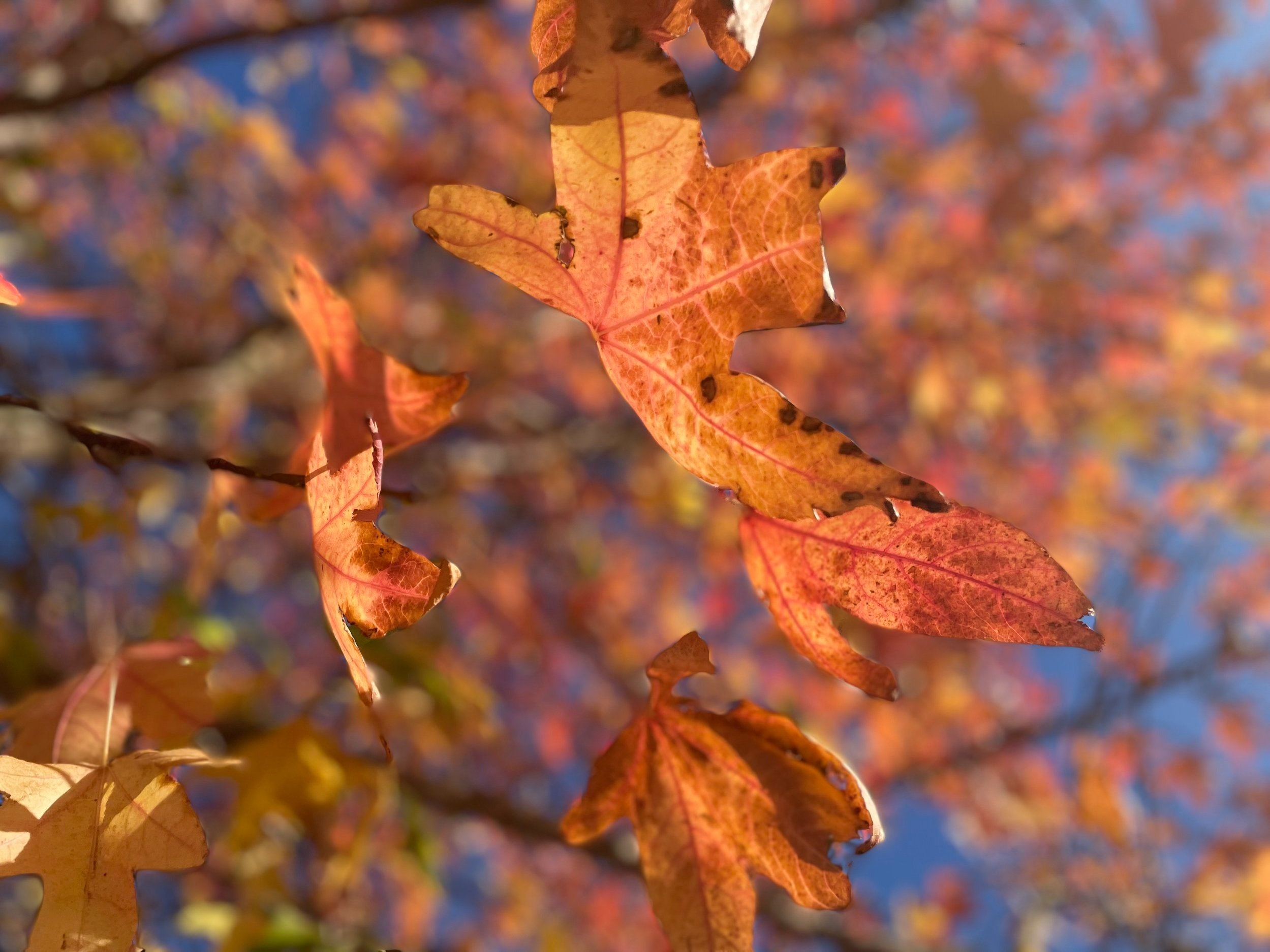 A photo of leaves to represent the Tree Journey aspect of ACER Psychedelic Integration.