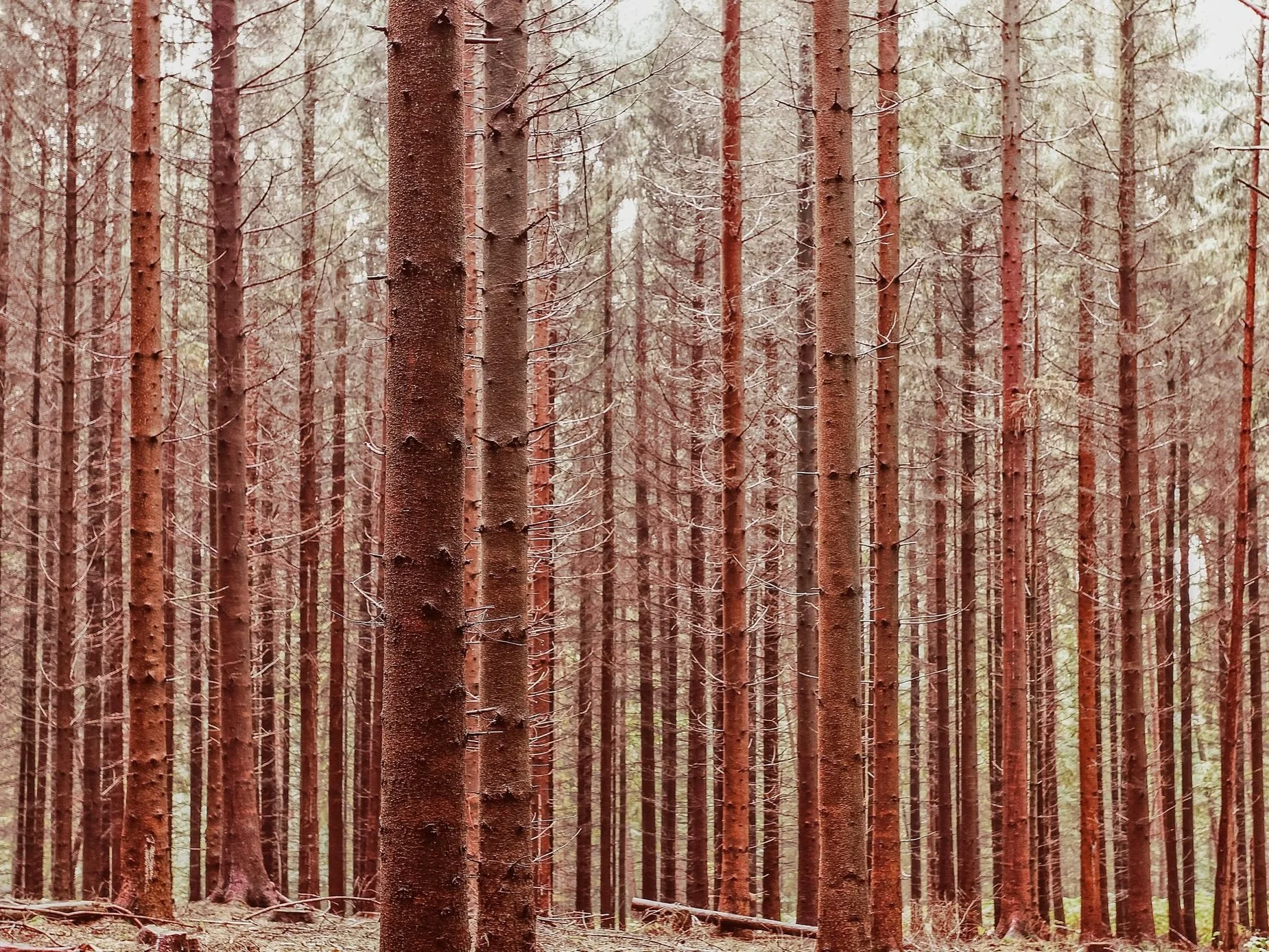 A forest to represent the Community aspect of ACER Psychedelic Integration.